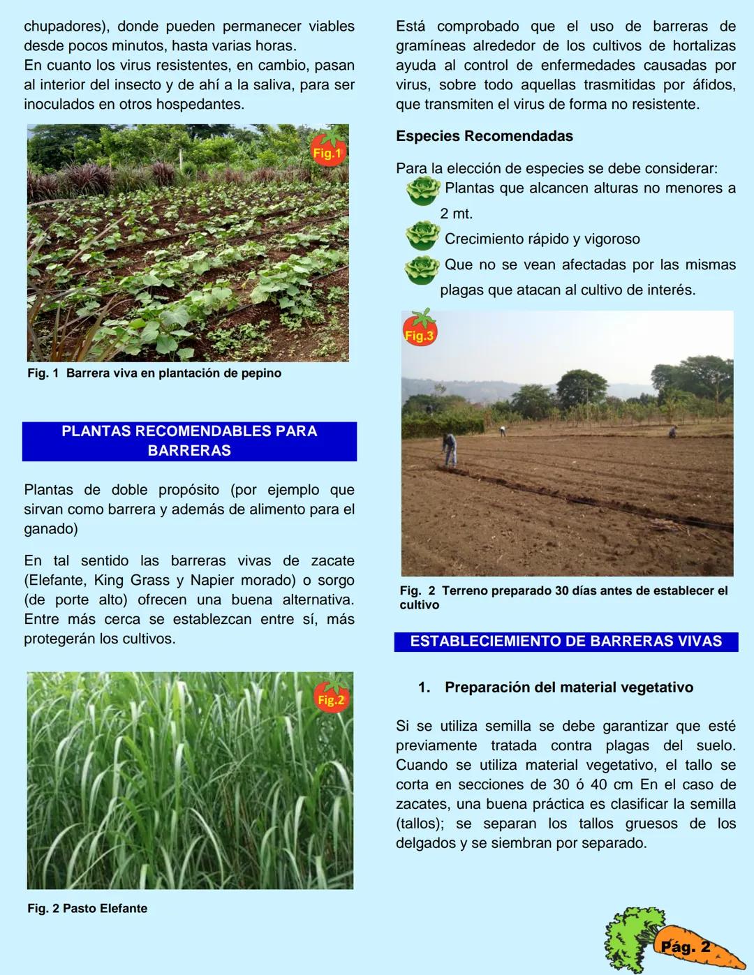 ORIENTAL
JICA
MAGRICULTURA
FAMILIAR
OCENTIA
Cembo Nacional
Agropecuales y Fredd
Alvires Condens
Ministerio de Agricultura
y Ganadería (MAG)