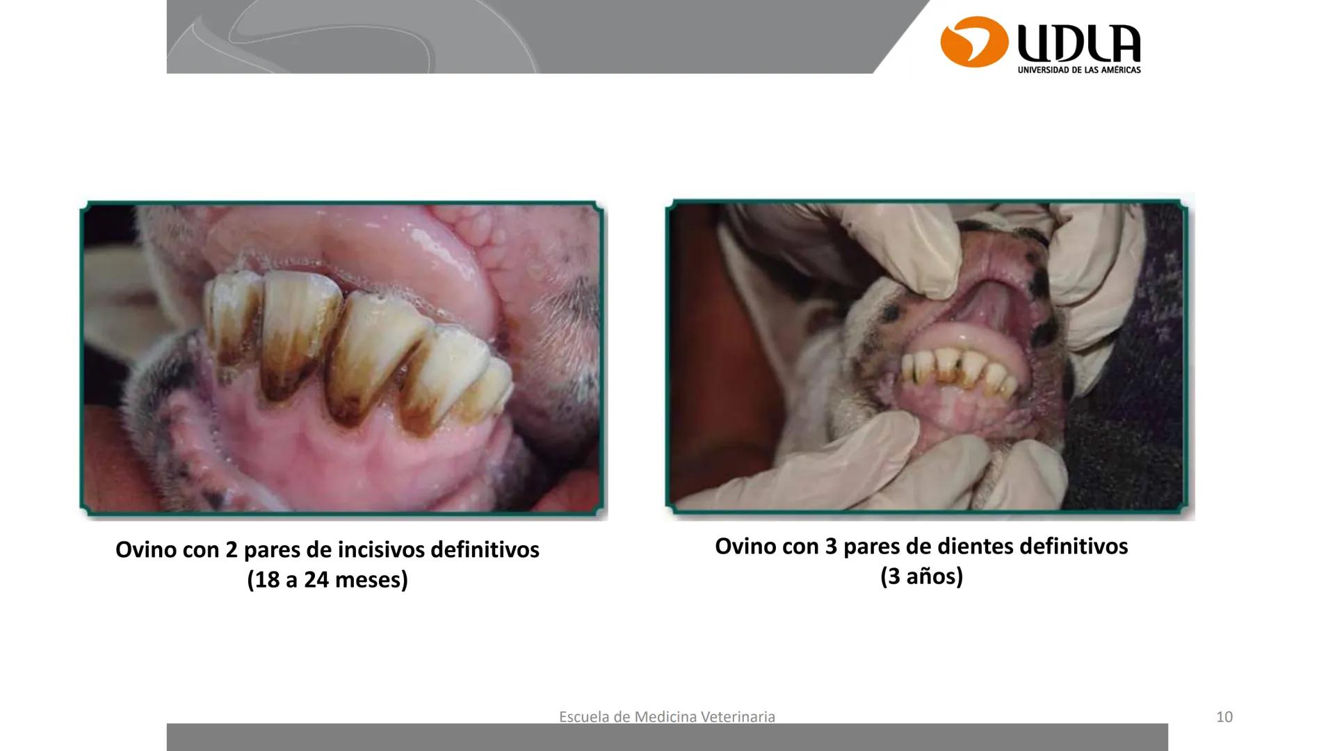 UDLA
UNIVERSIDAD DE LAS AMERICAS
Caracterización del Rebaño (Tipología,
Cronometría Dentaria y Condición Corporal)
Escuela de Medicina Ve