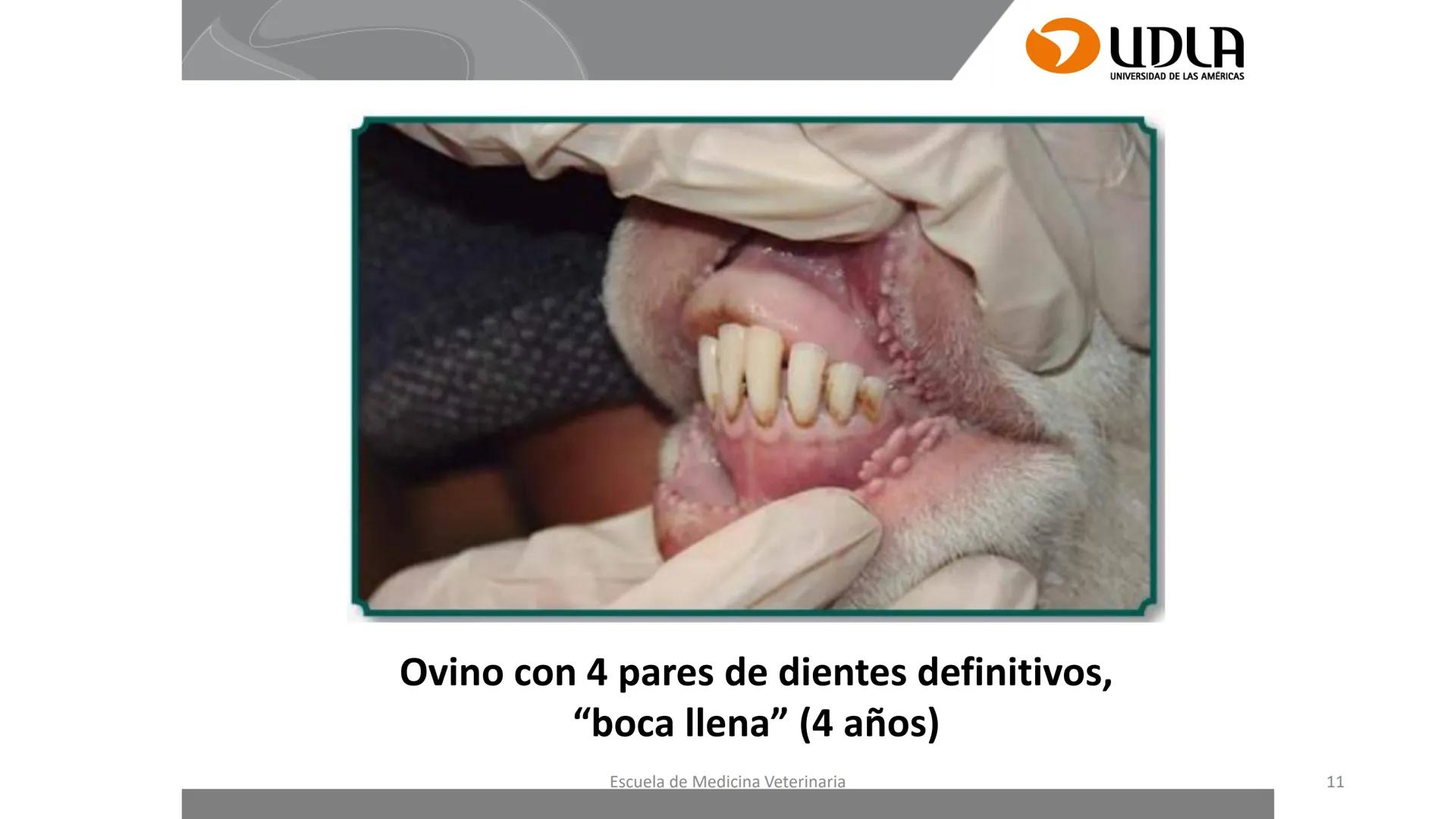 UDLA
UNIVERSIDAD DE LAS AMERICAS
Caracterización del Rebaño (Tipología,
Cronometría Dentaria y Condición Corporal)
Escuela de Medicina Ve