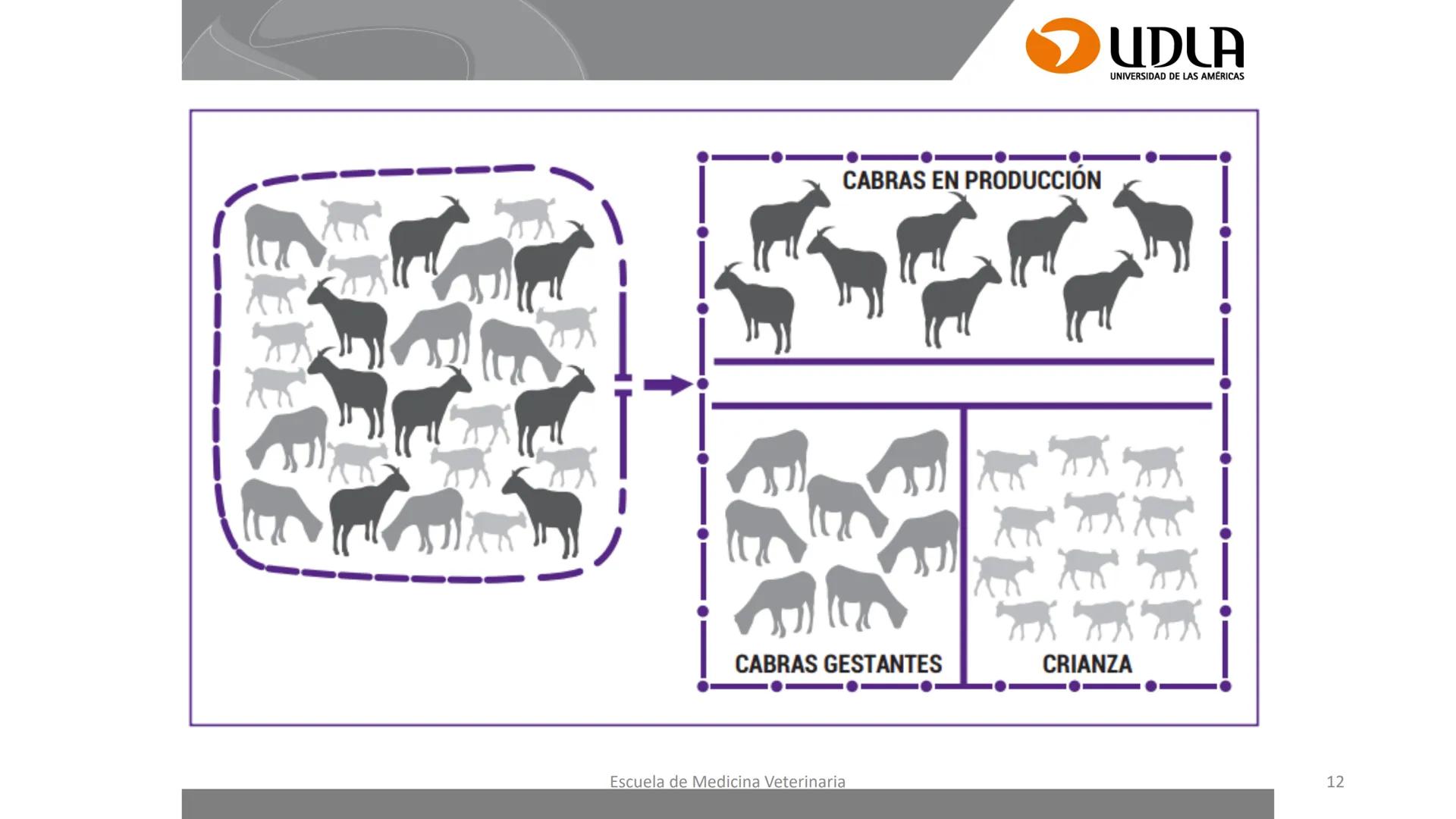 UDLA
UNIVERSIDAD DE LAS AMERICAS
Caracterización del Rebaño (Tipología,
Cronometría Dentaria y Condición Corporal)
Escuela de Medicina Ve