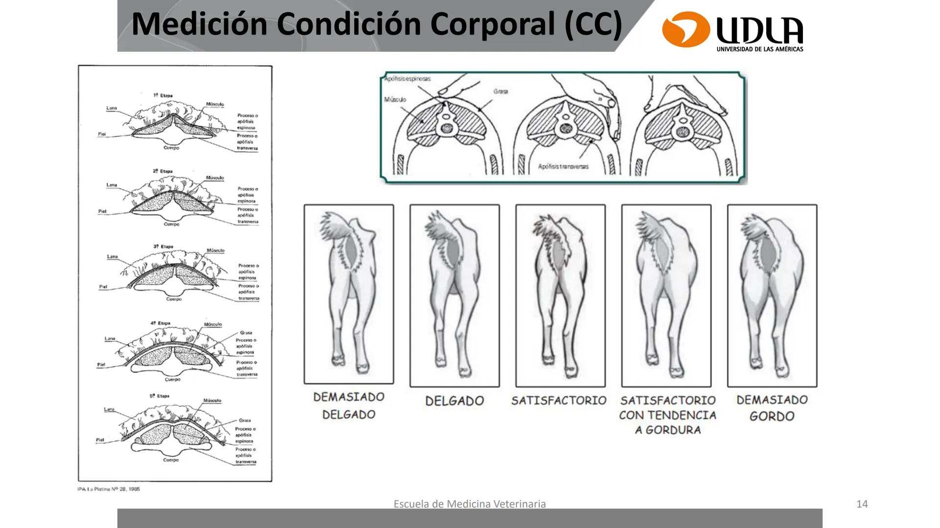 UDLA
UNIVERSIDAD DE LAS AMERICAS
Caracterización del Rebaño (Tipología,
Cronometría Dentaria y Condición Corporal)
Escuela de Medicina Ve