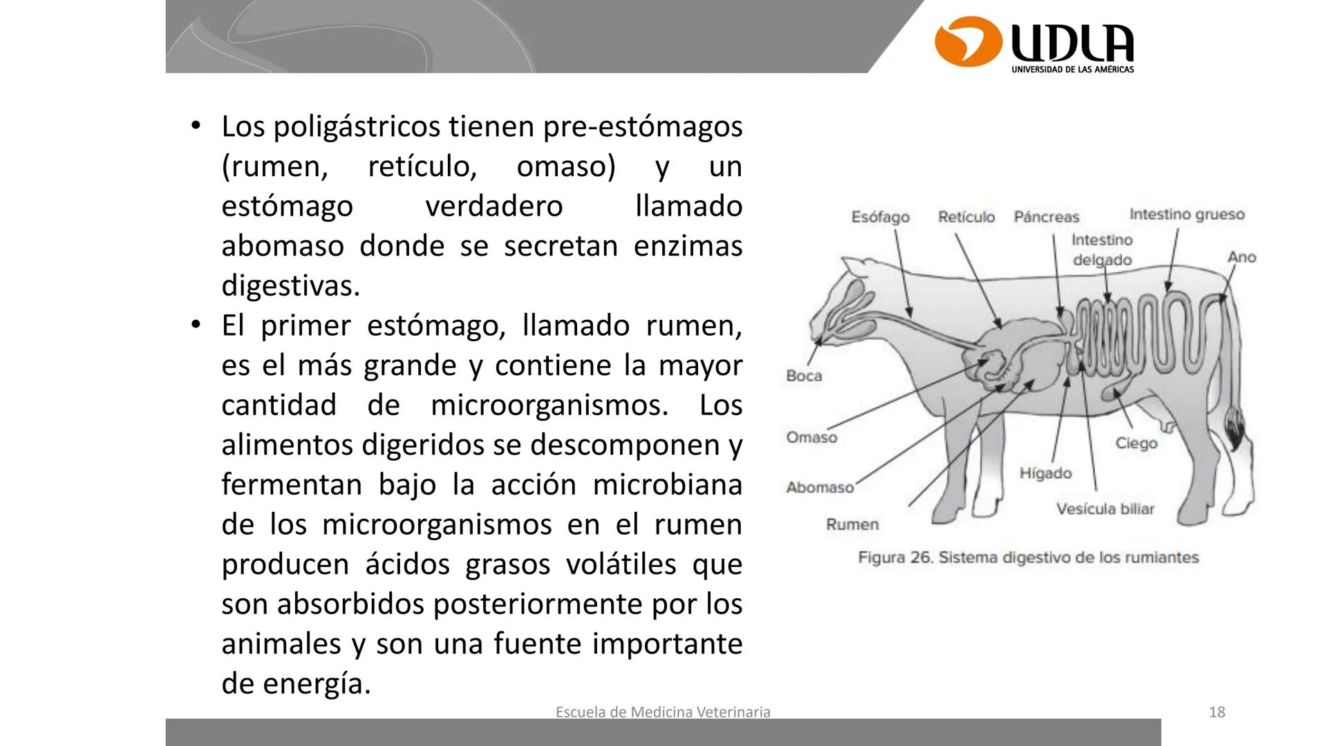 UDLA
UNIVERSIDAD DE LAS AMERICAS
Caracterización del Rebaño (Tipología,
Cronometría Dentaria y Condición Corporal)
Escuela de Medicina Ve