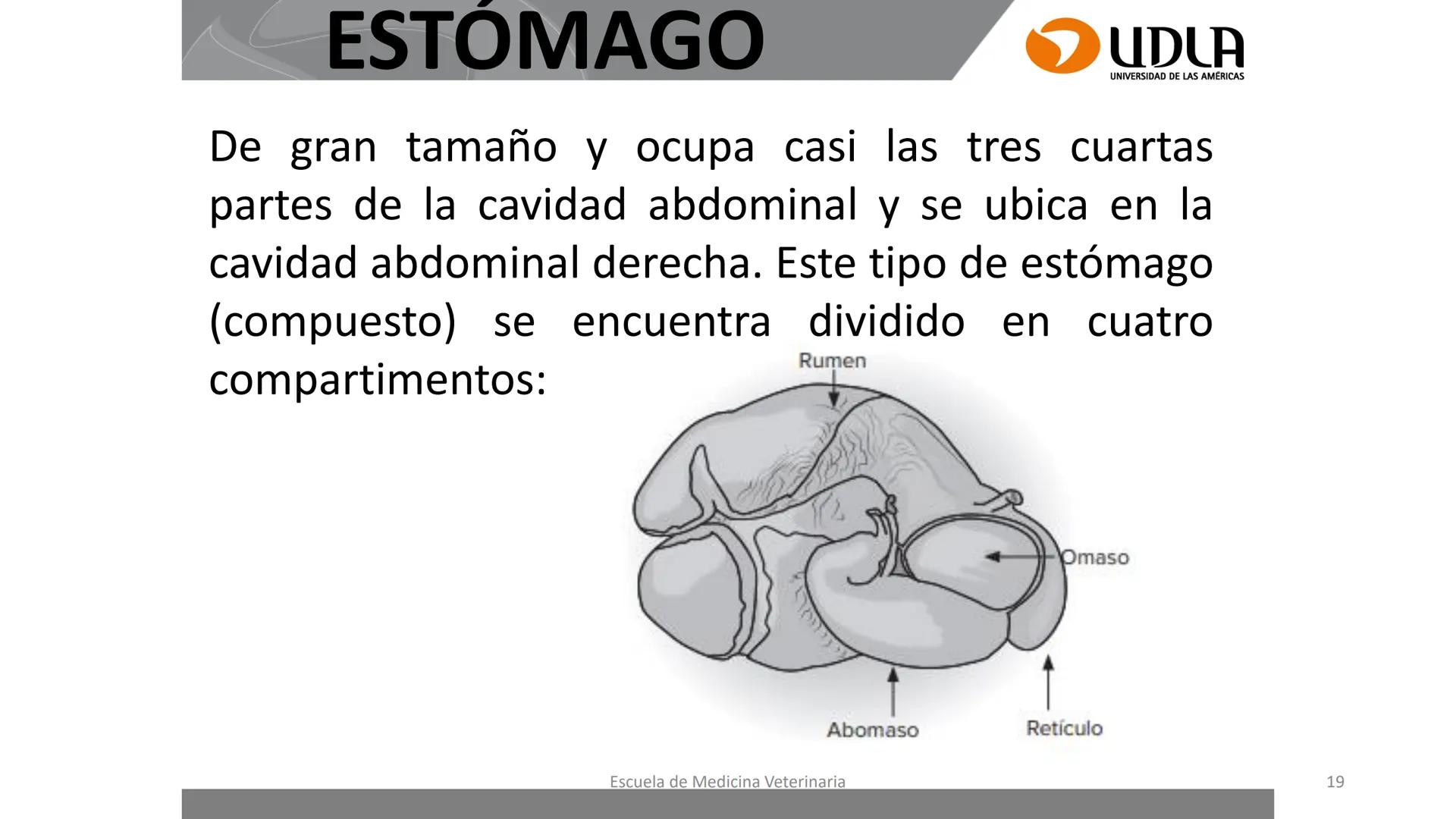UDLA
UNIVERSIDAD DE LAS AMERICAS
Caracterización del Rebaño (Tipología,
Cronometría Dentaria y Condición Corporal)
Escuela de Medicina Ve