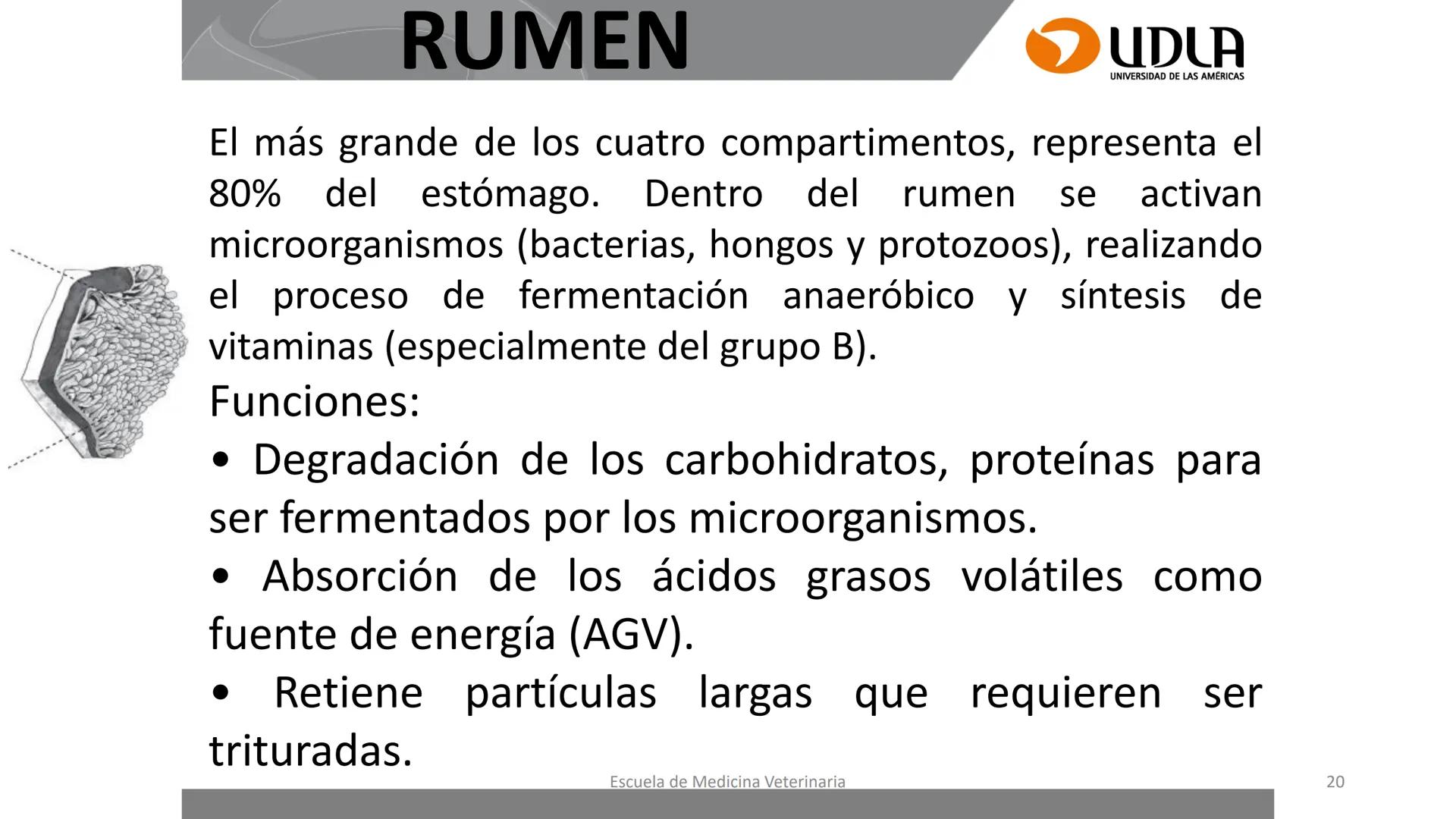 UDLA
UNIVERSIDAD DE LAS AMERICAS
Caracterización del Rebaño (Tipología,
Cronometría Dentaria y Condición Corporal)
Escuela de Medicina Ve