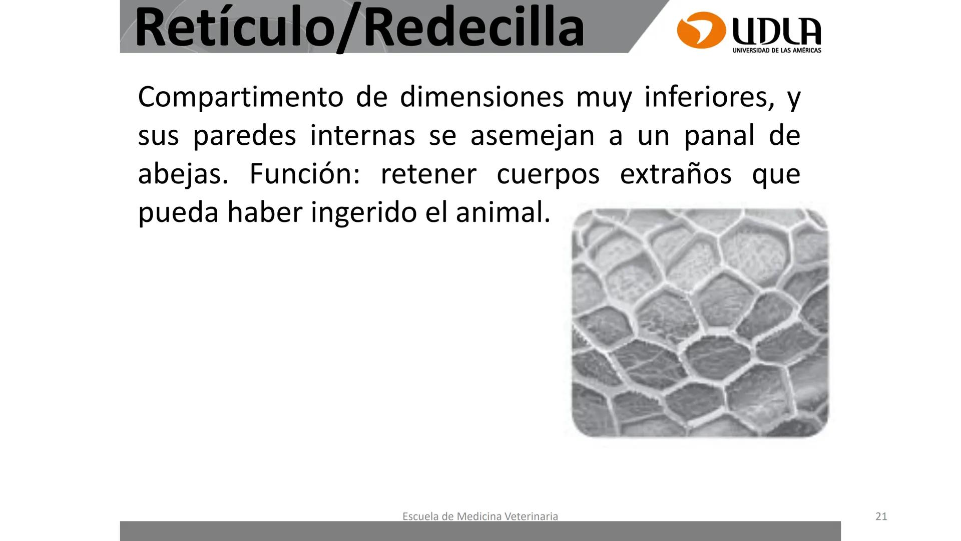 UDLA
UNIVERSIDAD DE LAS AMERICAS
Caracterización del Rebaño (Tipología,
Cronometría Dentaria y Condición Corporal)
Escuela de Medicina Ve
