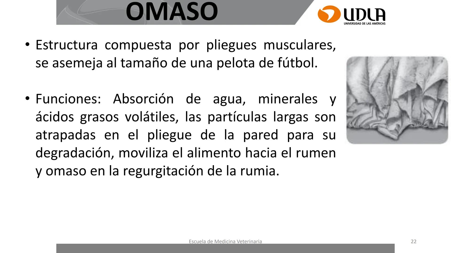 UDLA
UNIVERSIDAD DE LAS AMERICAS
Caracterización del Rebaño (Tipología,
Cronometría Dentaria y Condición Corporal)
Escuela de Medicina Ve