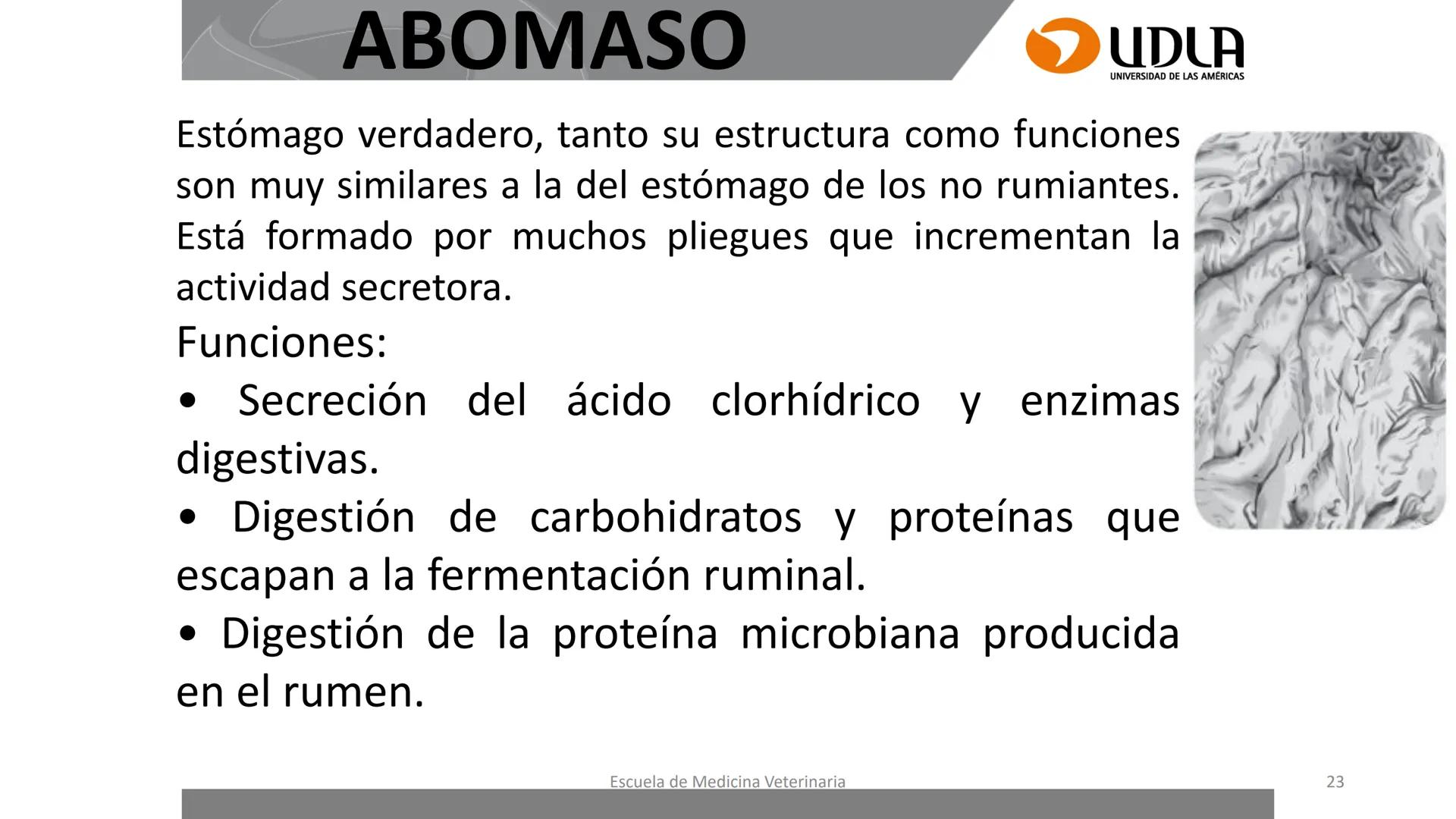 UDLA
UNIVERSIDAD DE LAS AMERICAS
Caracterización del Rebaño (Tipología,
Cronometría Dentaria y Condición Corporal)
Escuela de Medicina Ve