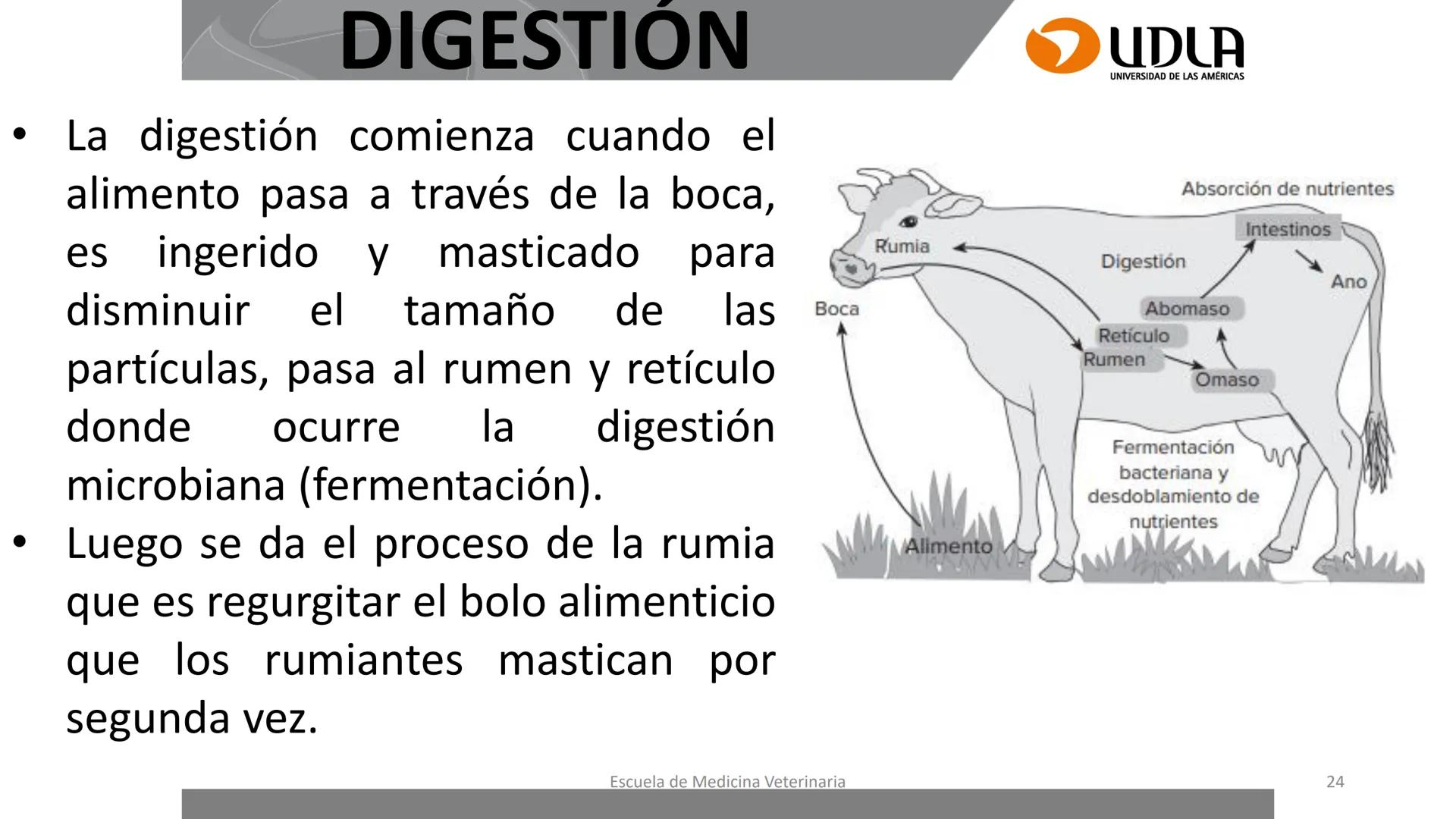 UDLA
UNIVERSIDAD DE LAS AMERICAS
Caracterización del Rebaño (Tipología,
Cronometría Dentaria y Condición Corporal)
Escuela de Medicina Ve