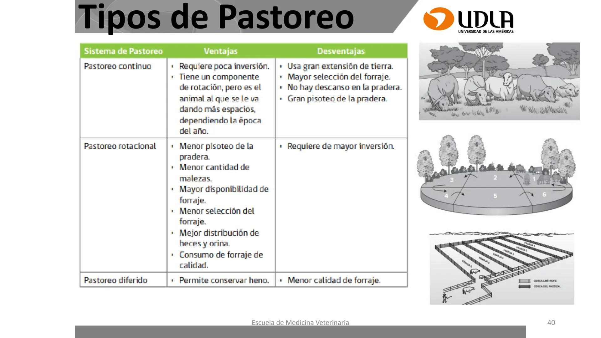 UDLA
UNIVERSIDAD DE LAS AMERICAS
Caracterización del Rebaño (Tipología,
Cronometría Dentaria y Condición Corporal)
Escuela de Medicina Ve