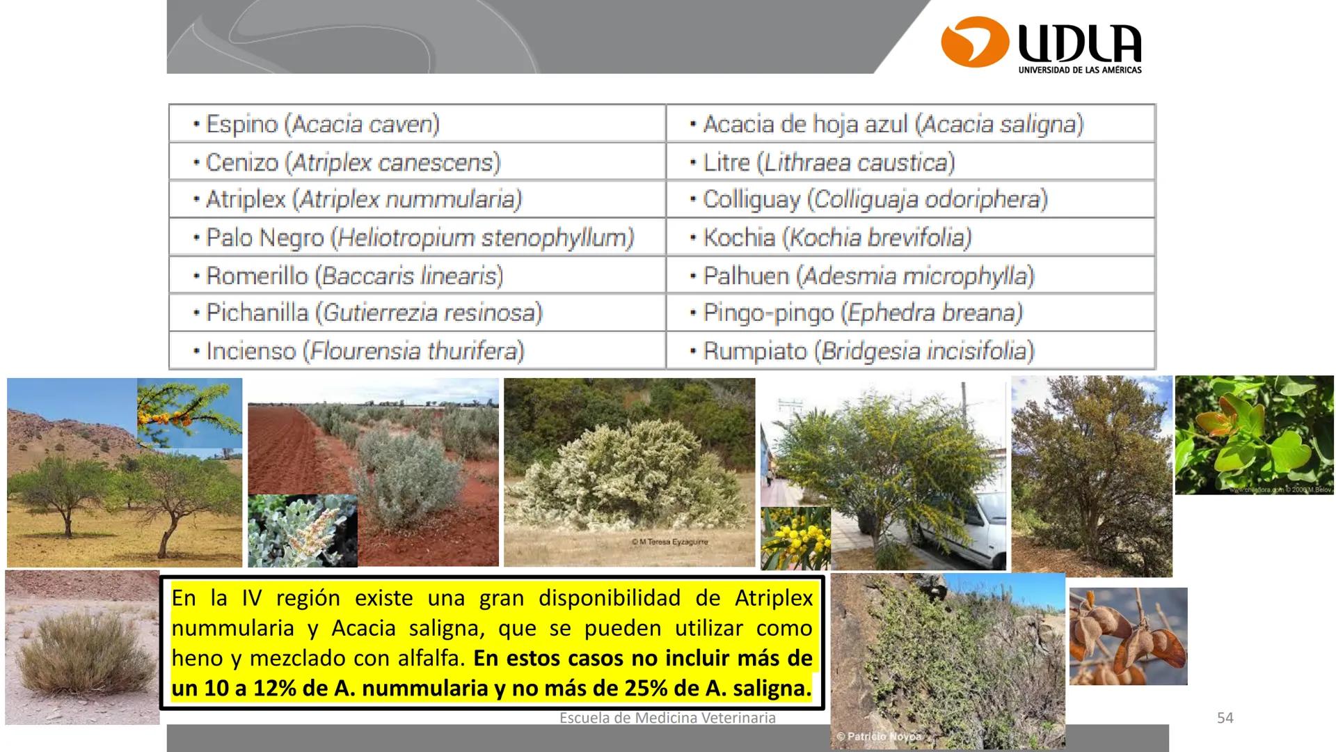 UDLA
UNIVERSIDAD DE LAS AMERICAS
Caracterización del Rebaño (Tipología,
Cronometría Dentaria y Condición Corporal)
Escuela de Medicina Ve