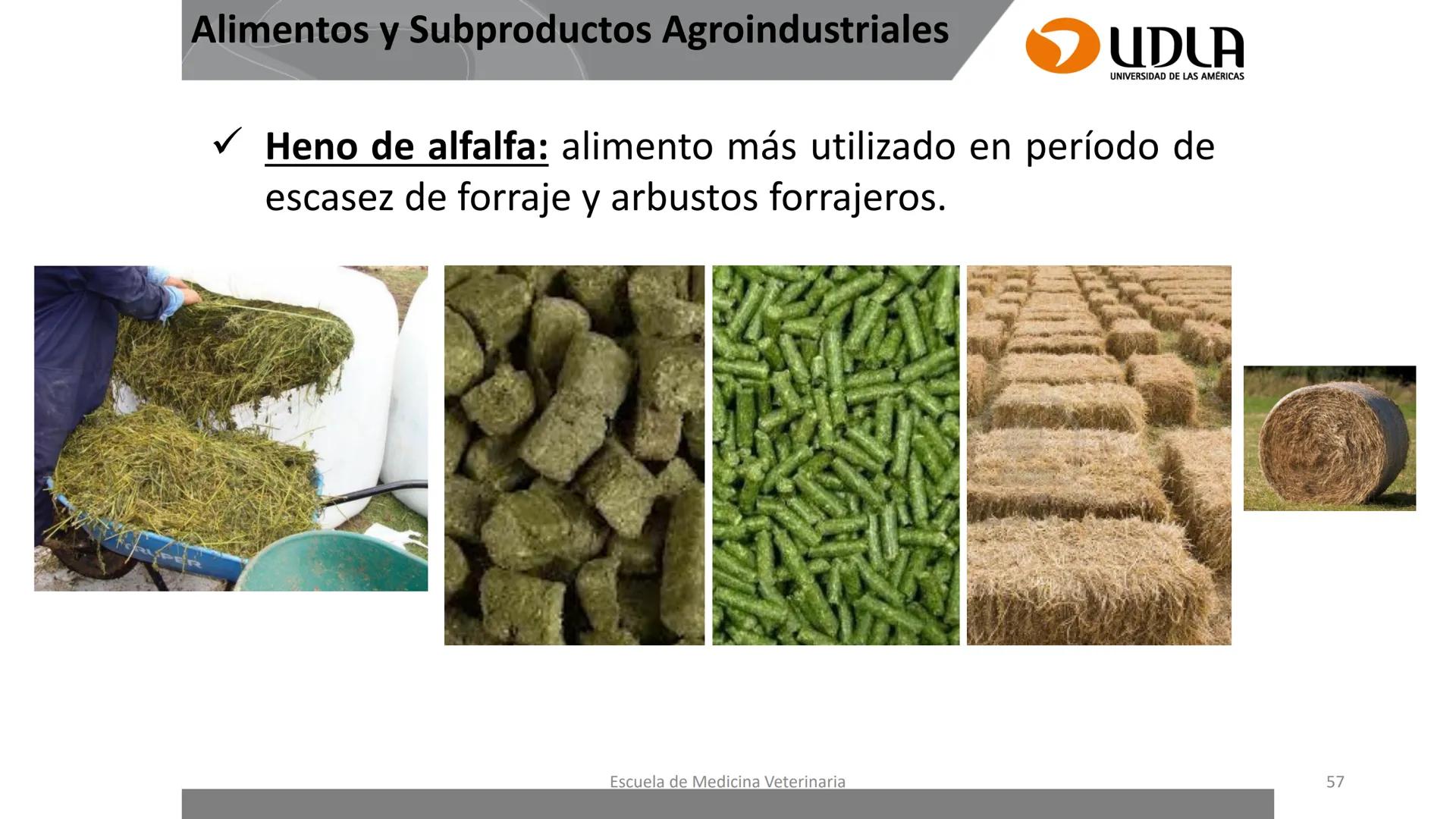 UDLA
UNIVERSIDAD DE LAS AMERICAS
Caracterización del Rebaño (Tipología,
Cronometría Dentaria y Condición Corporal)
Escuela de Medicina Ve