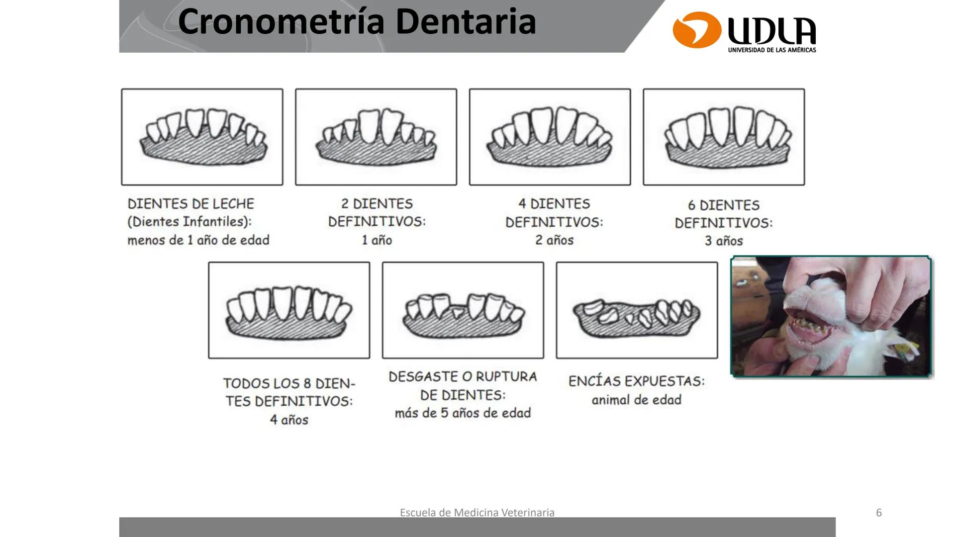 UDLA
UNIVERSIDAD DE LAS AMERICAS
Caracterización del Rebaño (Tipología,
Cronometría Dentaria y Condición Corporal)
Escuela de Medicina Ve