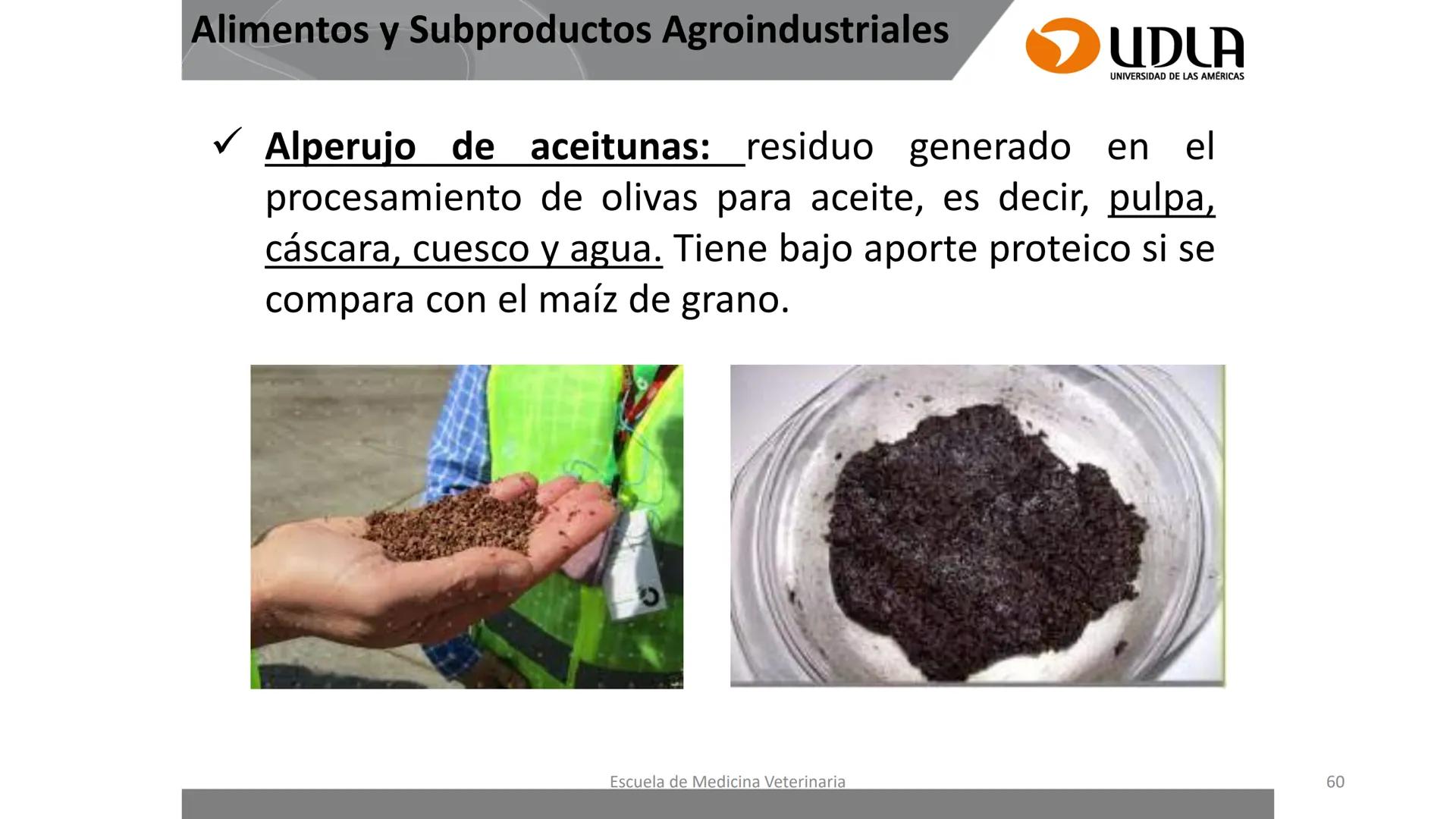 UDLA
UNIVERSIDAD DE LAS AMERICAS
Caracterización del Rebaño (Tipología,
Cronometría Dentaria y Condición Corporal)
Escuela de Medicina Ve