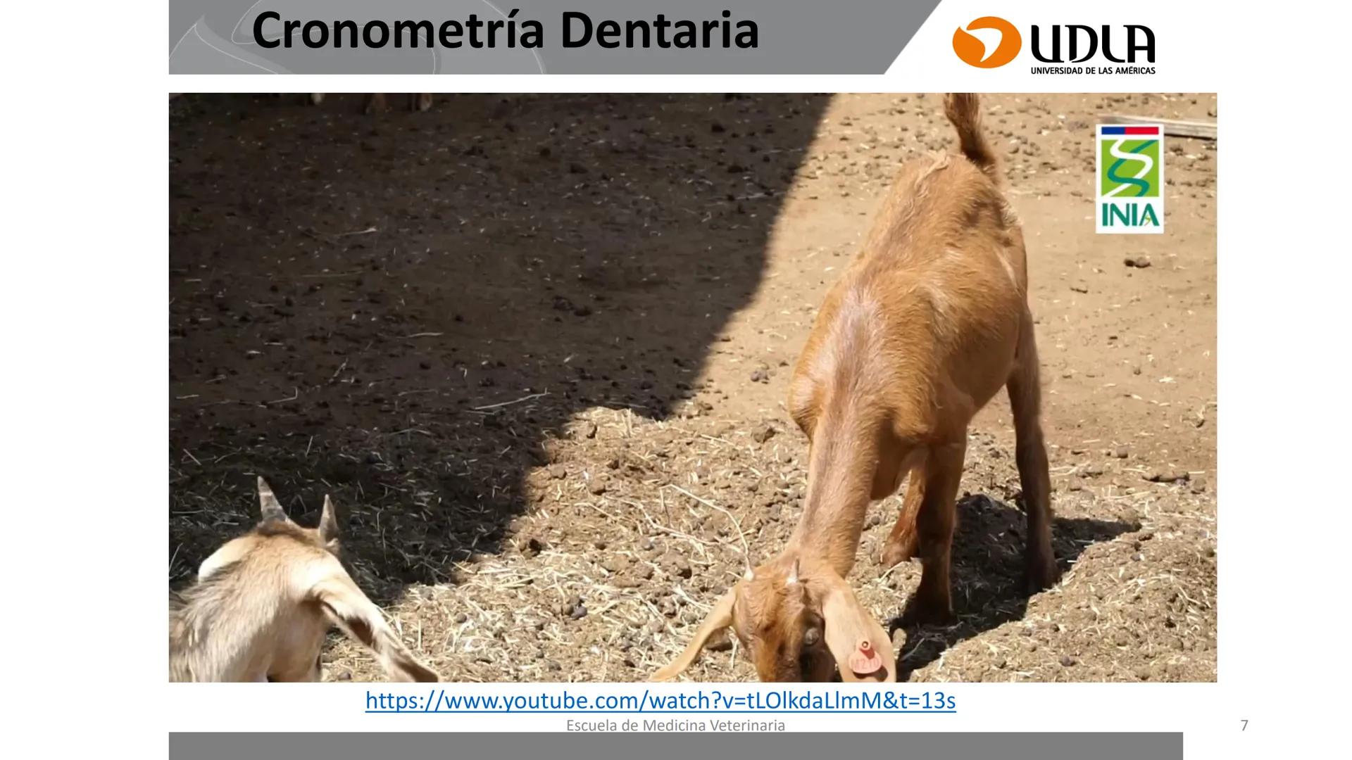 UDLA
UNIVERSIDAD DE LAS AMERICAS
Caracterización del Rebaño (Tipología,
Cronometría Dentaria y Condición Corporal)
Escuela de Medicina Ve