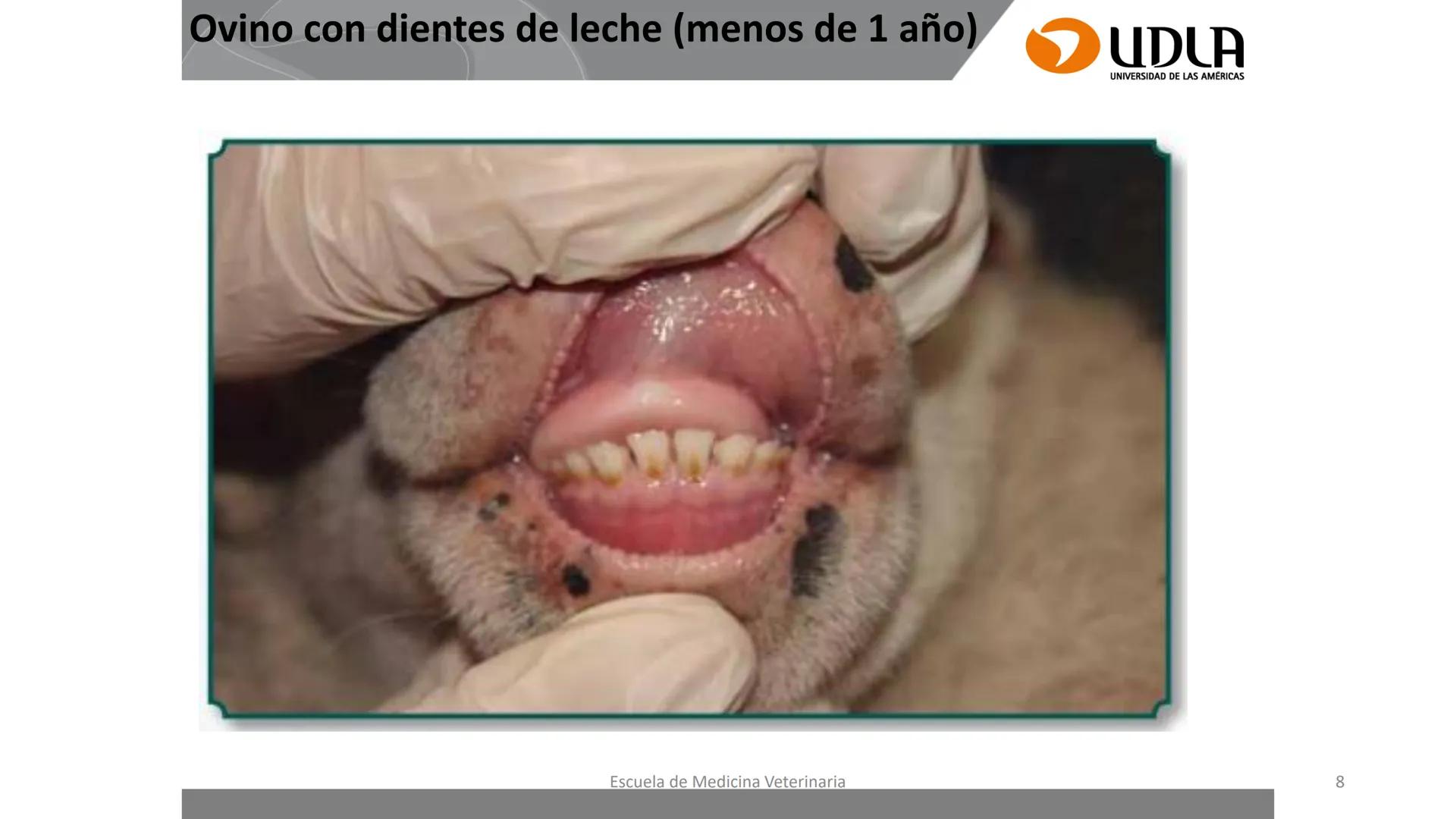 UDLA
UNIVERSIDAD DE LAS AMERICAS
Caracterización del Rebaño (Tipología,
Cronometría Dentaria y Condición Corporal)
Escuela de Medicina Ve