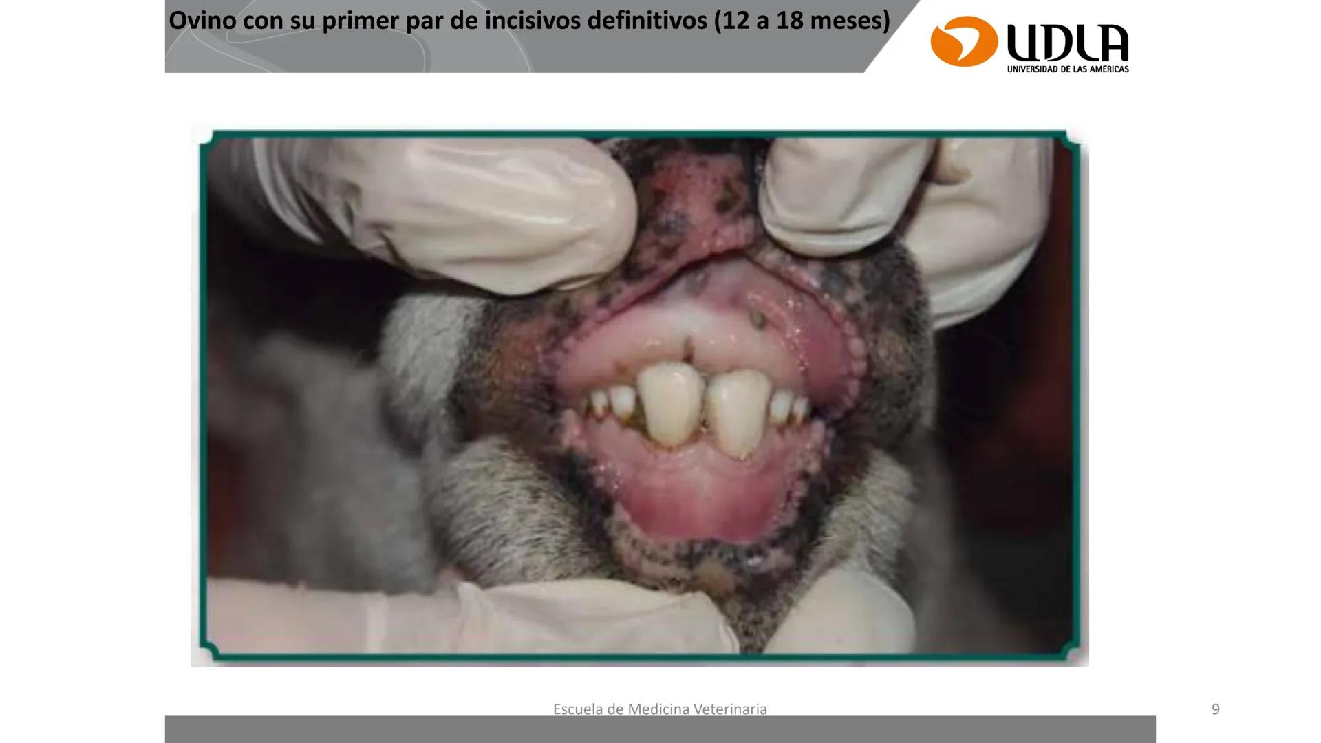 UDLA
UNIVERSIDAD DE LAS AMERICAS
Caracterización del Rebaño (Tipología,
Cronometría Dentaria y Condición Corporal)
Escuela de Medicina Ve