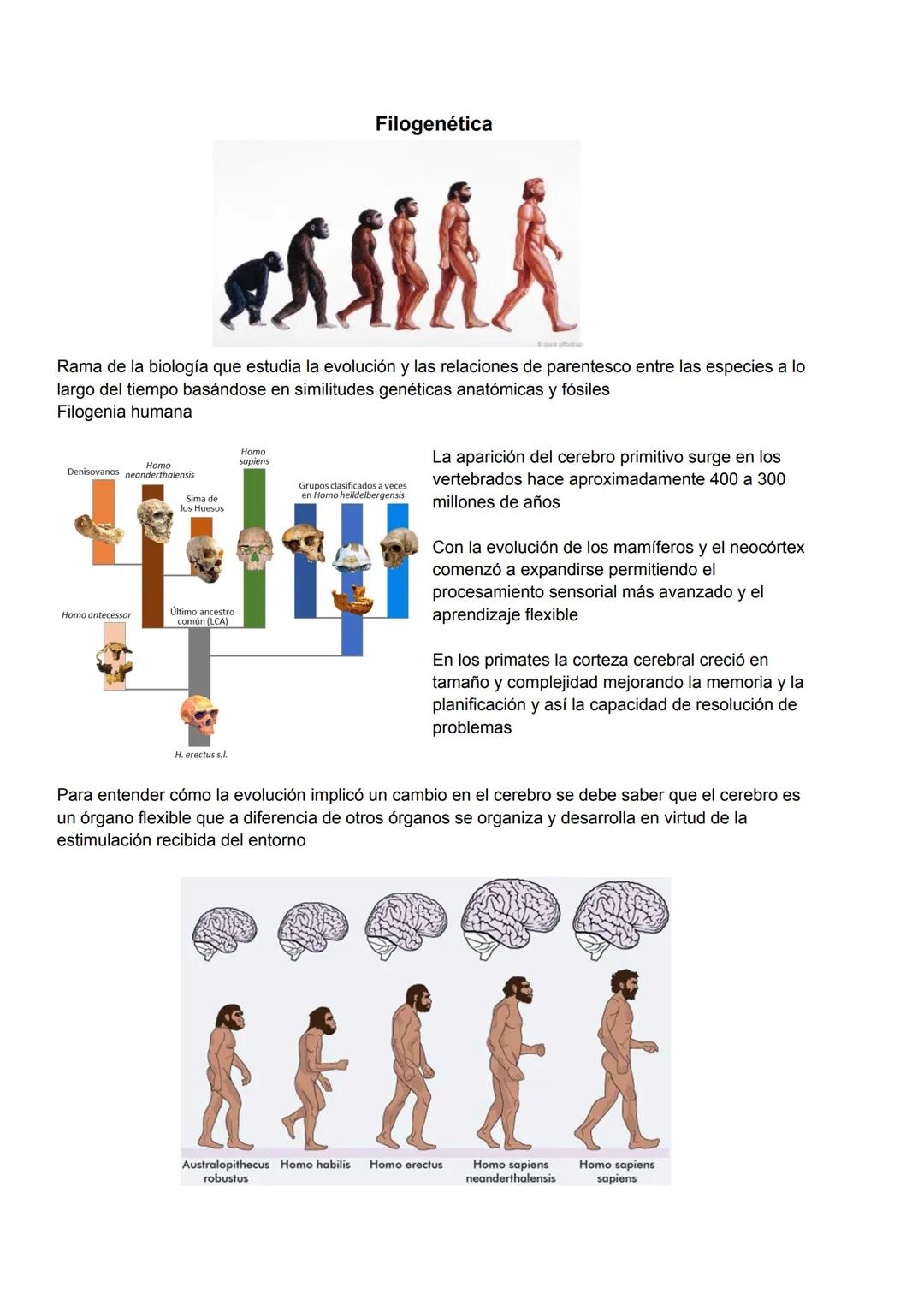 Qué sabemos de las neurociencias
Es la disciplina científica que estudia el sistema nervioso incluyendo su estructura función
desarrollo quí