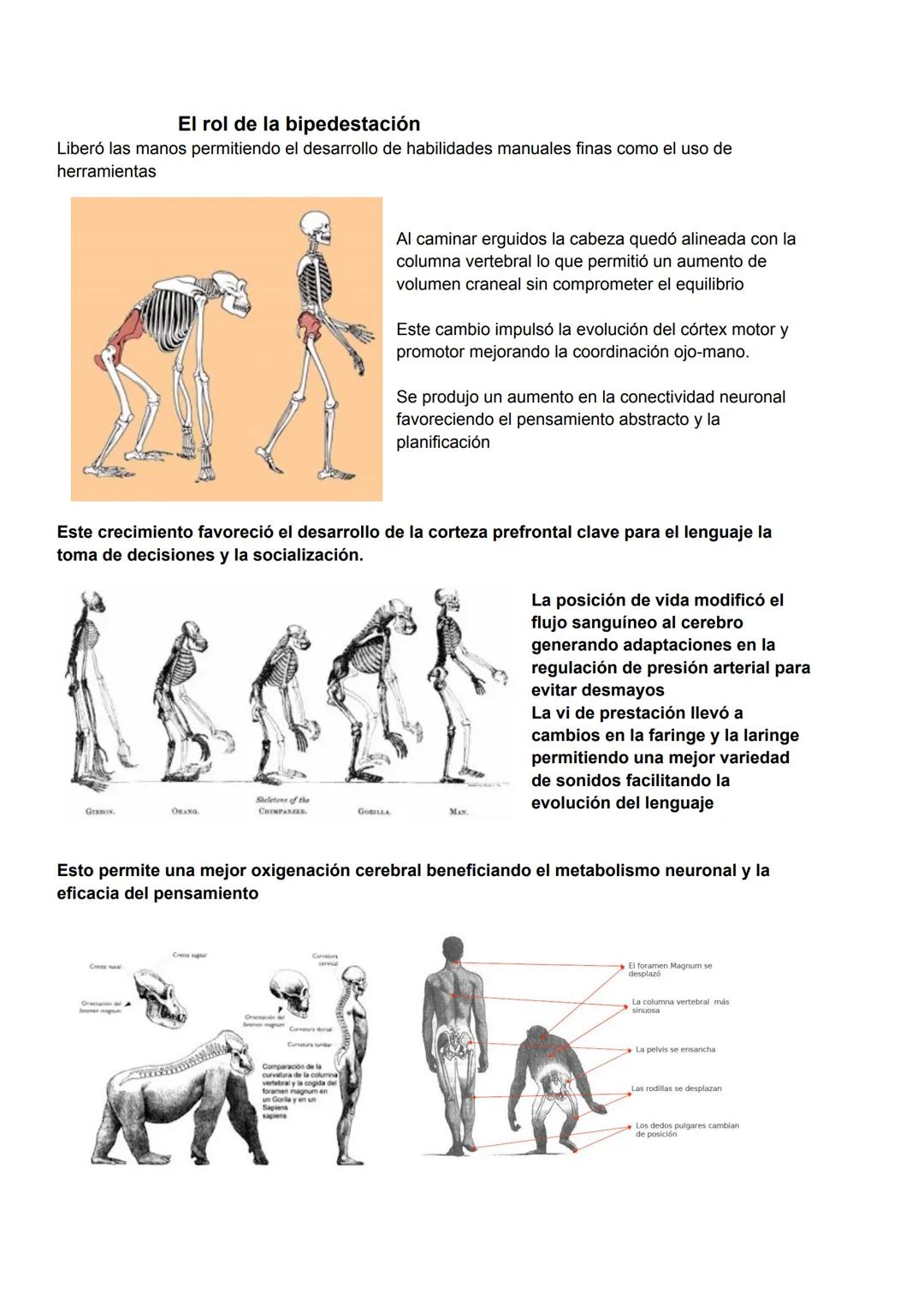 Qué sabemos de las neurociencias
Es la disciplina científica que estudia el sistema nervioso incluyendo su estructura función
desarrollo quí