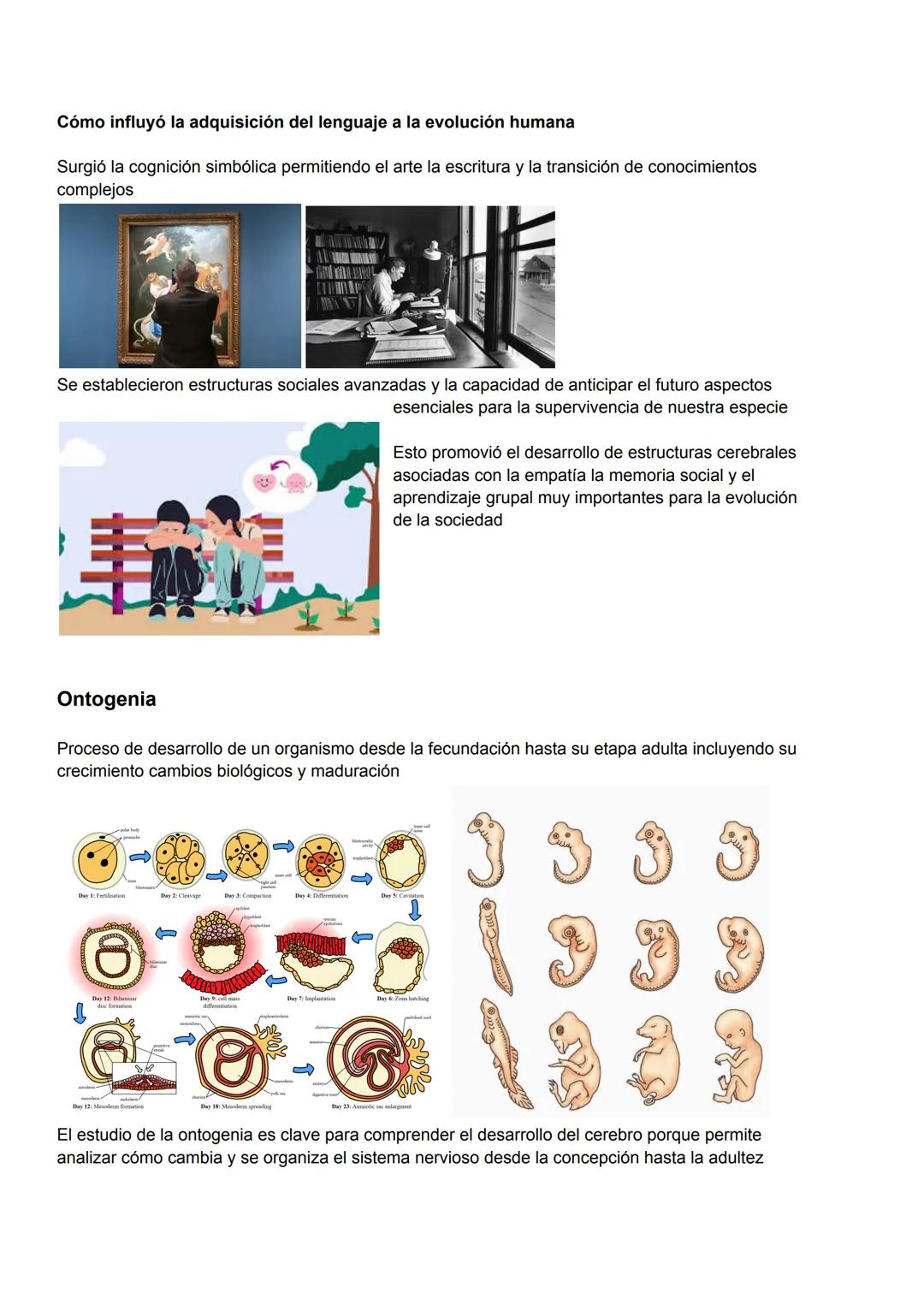 Qué sabemos de las neurociencias
Es la disciplina científica que estudia el sistema nervioso incluyendo su estructura función
desarrollo quí
