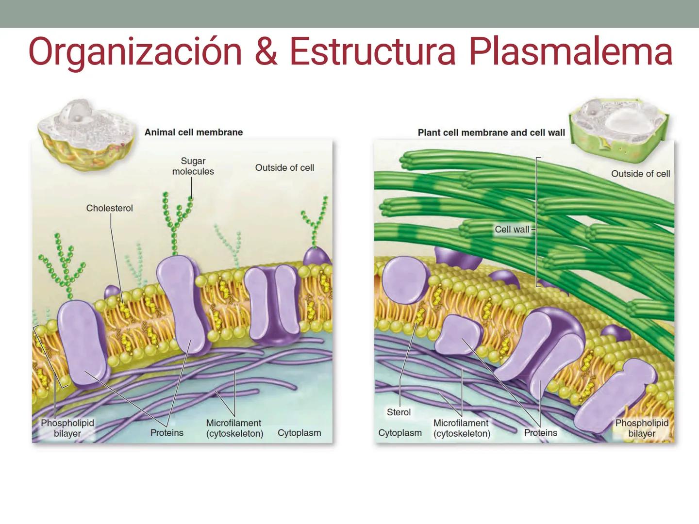 # OBJETIVOS CLASE N° 3
- Describir y explicar las principales características que definen a los células vivas.
- Identificar los principal
