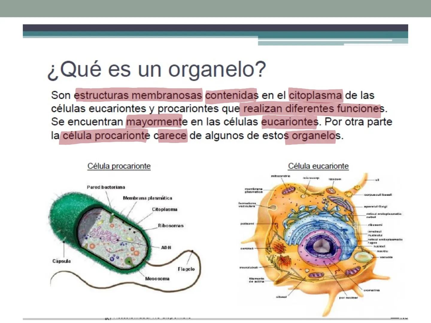 # OBJETIVOS CLASE N° 3
- Describir y explicar las principales características que definen a los células vivas.
- Identificar los principal