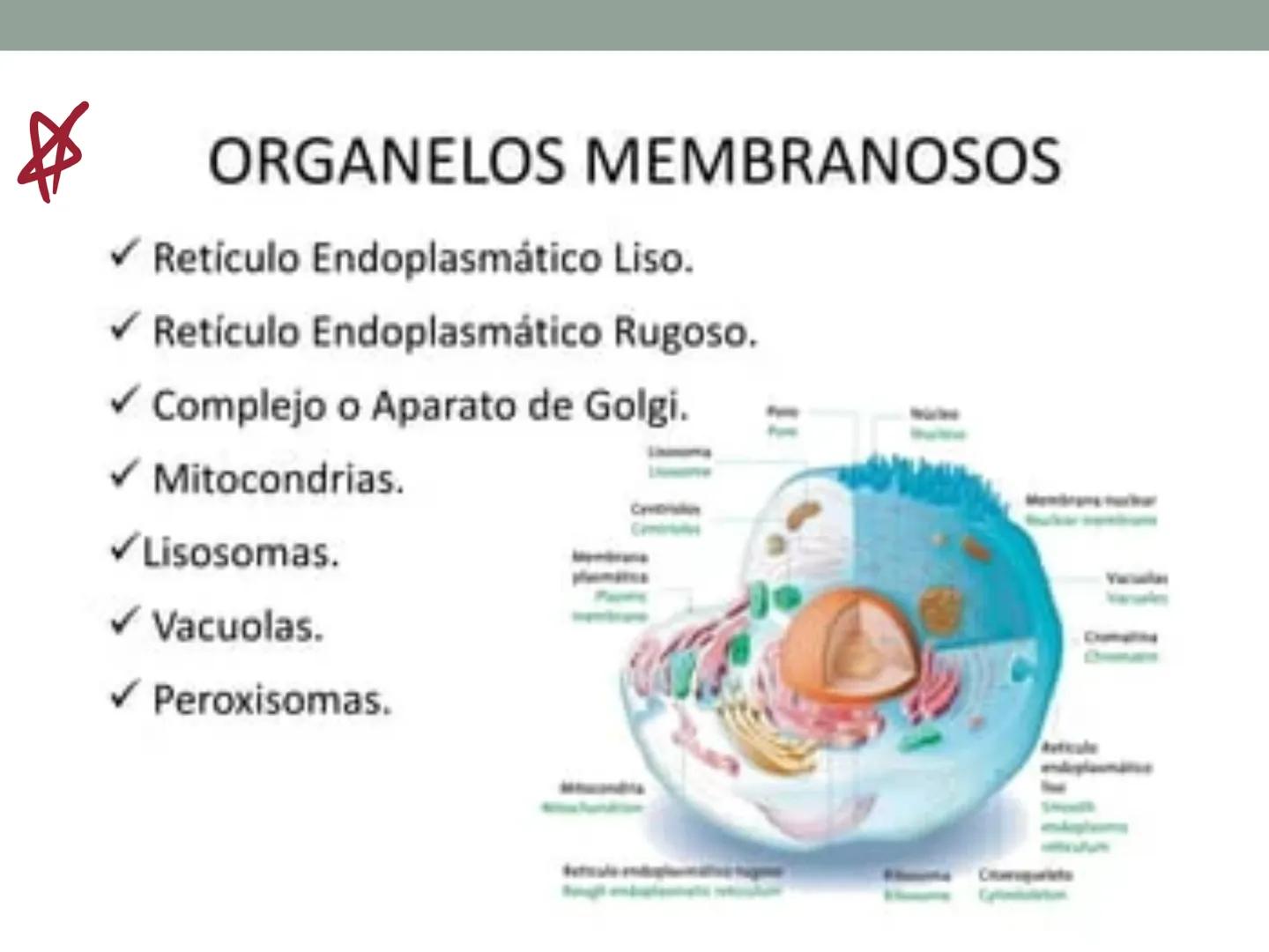 # OBJETIVOS CLASE N° 3
- Describir y explicar las principales características que definen a los células vivas.
- Identificar los principal