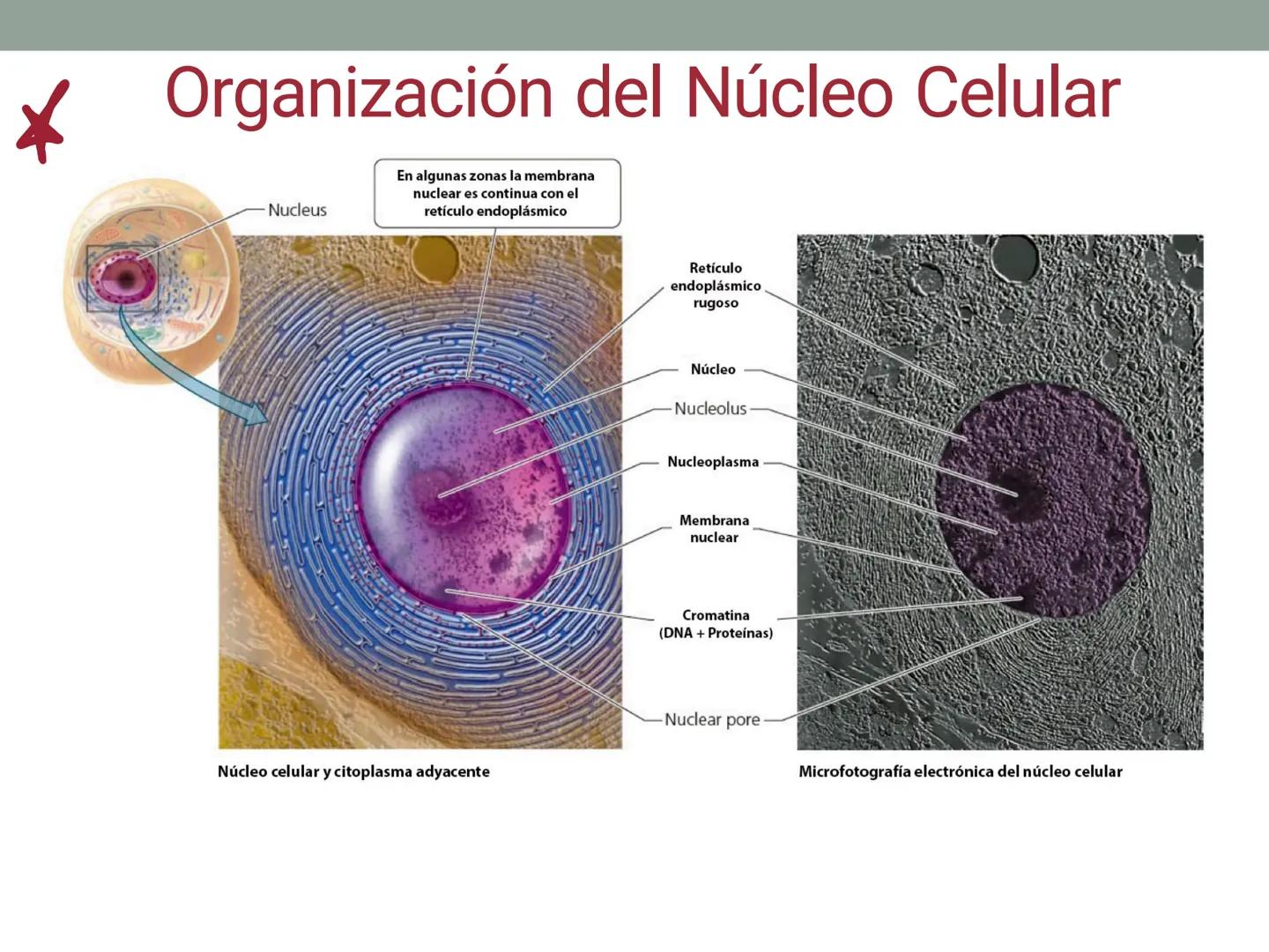 # OBJETIVOS CLASE N° 3
- Describir y explicar las principales características que definen a los células vivas.
- Identificar los principal