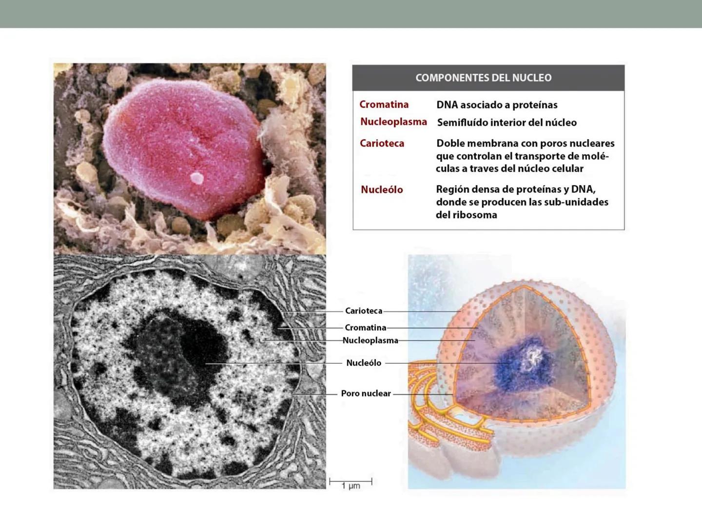 # OBJETIVOS CLASE N° 3
- Describir y explicar las principales características que definen a los células vivas.
- Identificar los principal