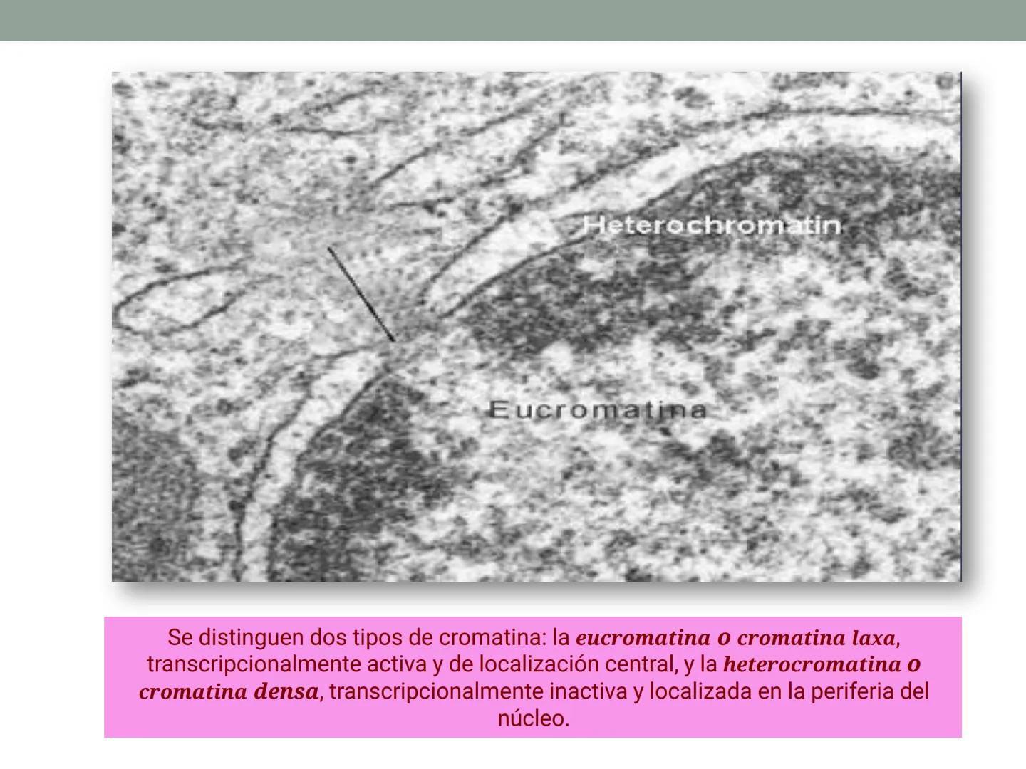 # OBJETIVOS CLASE N° 3
- Describir y explicar las principales características que definen a los células vivas.
- Identificar los principal