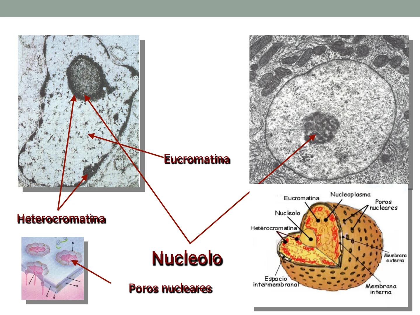 # OBJETIVOS CLASE N° 3
- Describir y explicar las principales características que definen a los células vivas.
- Identificar los principal