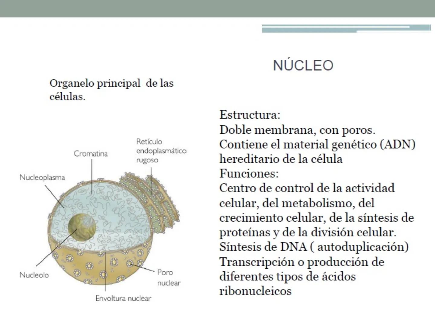 # OBJETIVOS CLASE N° 3
- Describir y explicar las principales características que definen a los células vivas.
- Identificar los principal