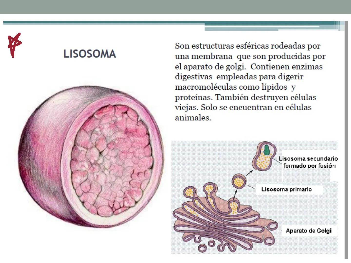 # OBJETIVOS CLASE N° 3
- Describir y explicar las principales características que definen a los células vivas.
- Identificar los principal