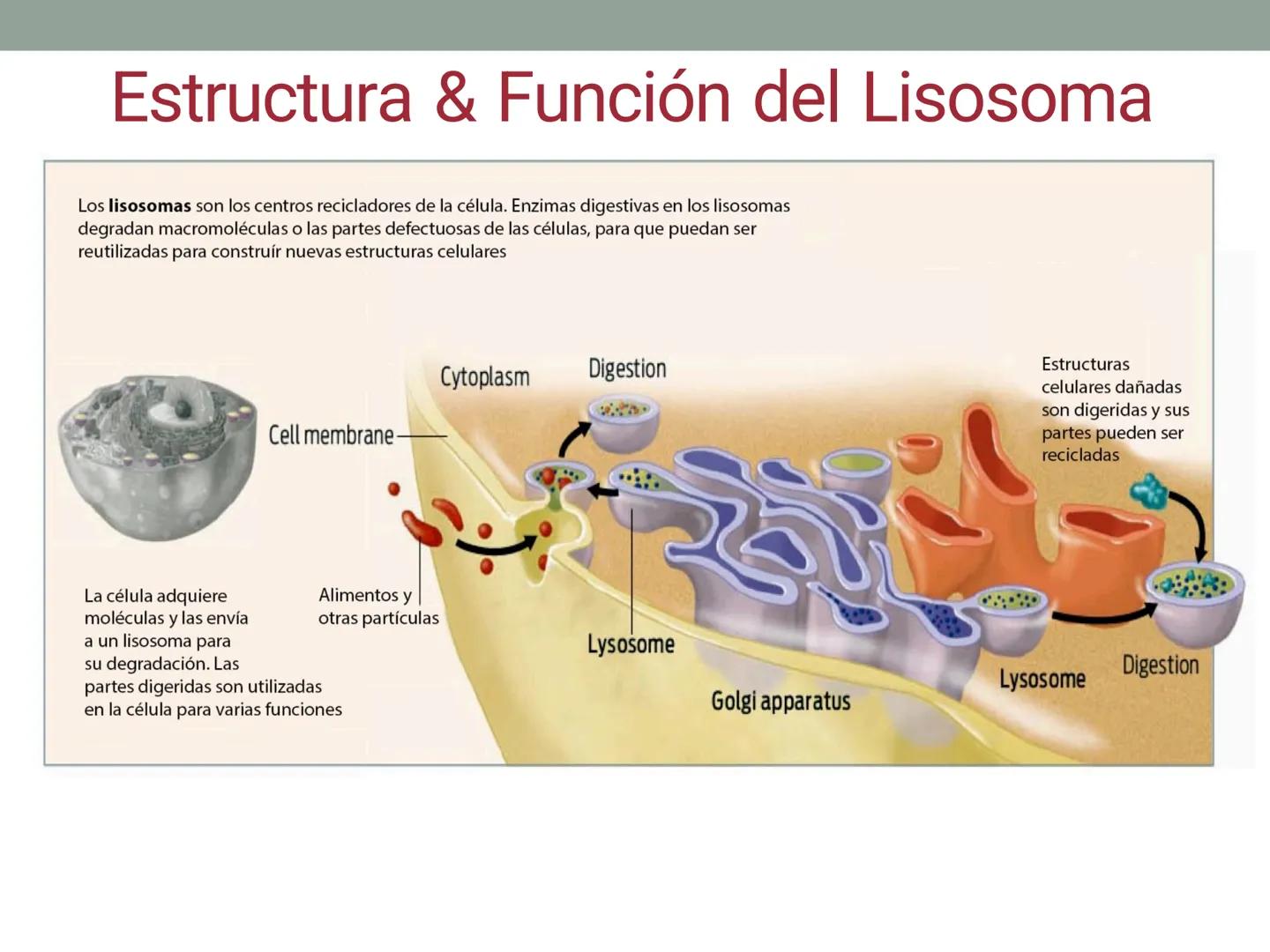 # OBJETIVOS CLASE N° 3
- Describir y explicar las principales características que definen a los células vivas.
- Identificar los principal