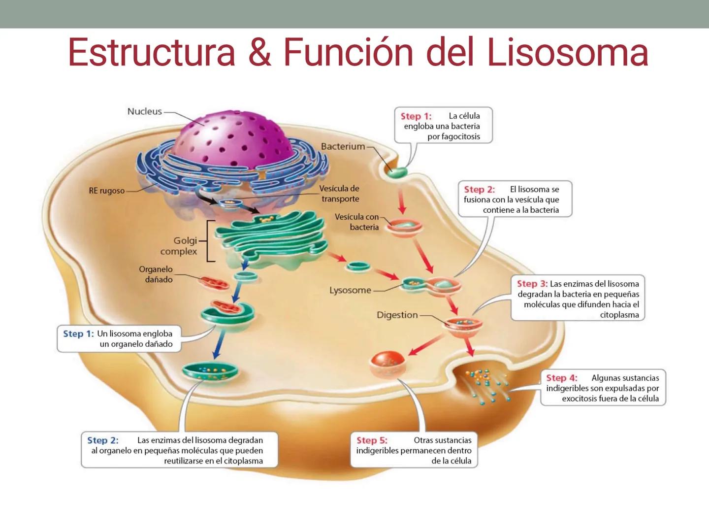 # OBJETIVOS CLASE N° 3
- Describir y explicar las principales características que definen a los células vivas.
- Identificar los principal