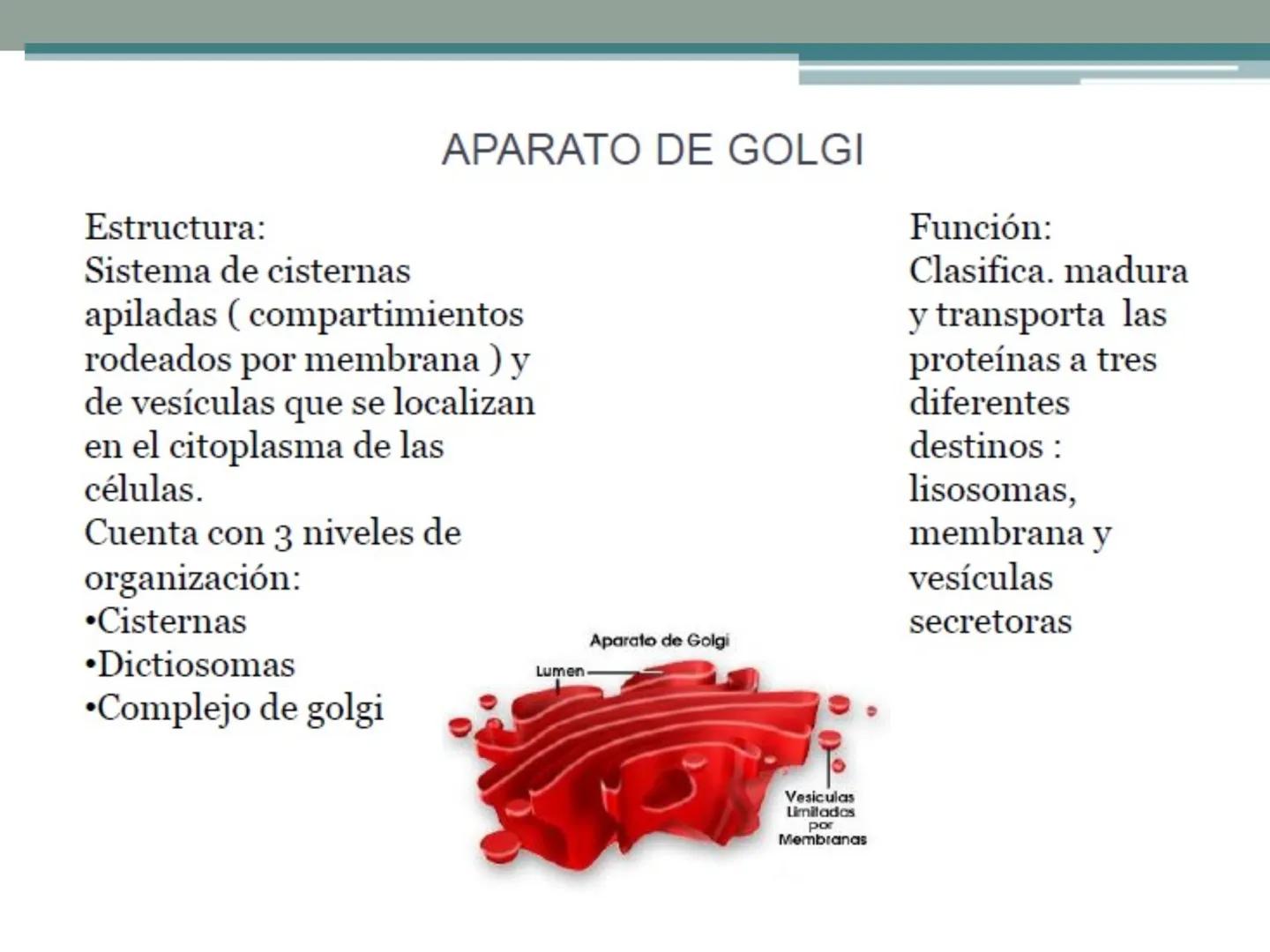 # OBJETIVOS CLASE N° 3
- Describir y explicar las principales características que definen a los células vivas.
- Identificar los principal