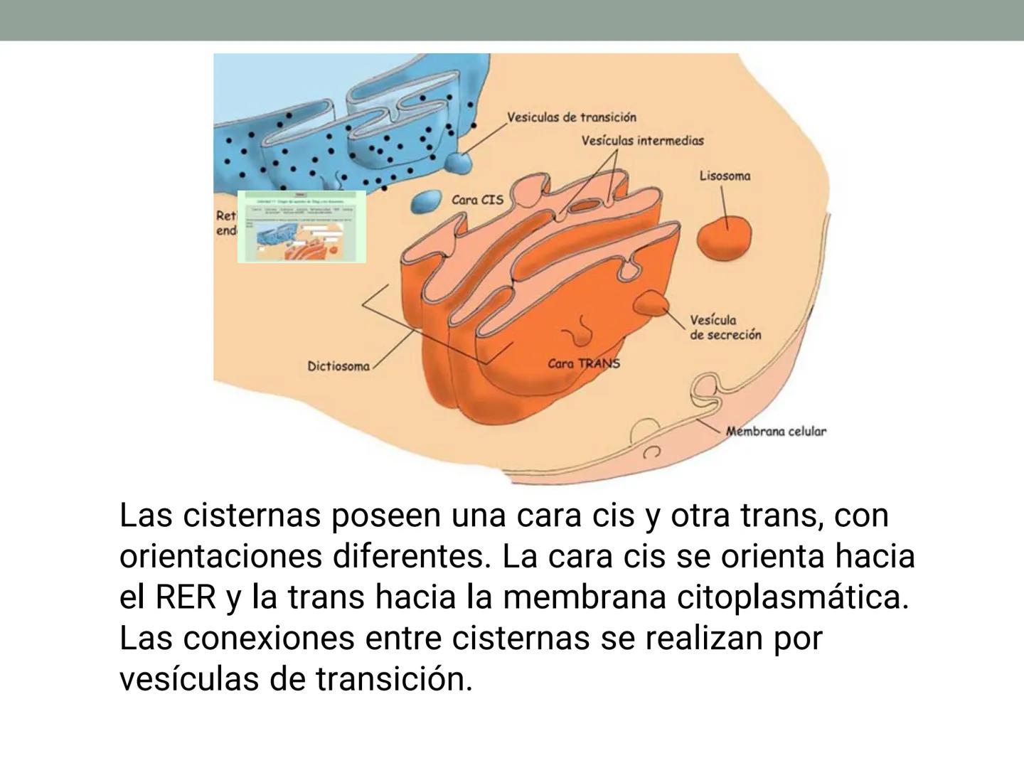 # OBJETIVOS CLASE N° 3
- Describir y explicar las principales características que definen a los células vivas.
- Identificar los principal