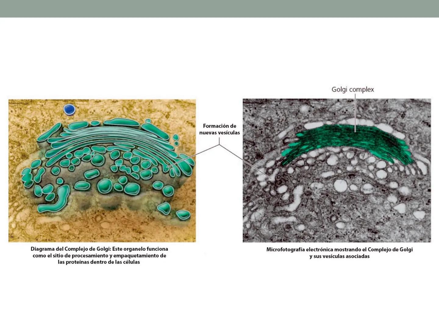 # OBJETIVOS CLASE N° 3
- Describir y explicar las principales características que definen a los células vivas.
- Identificar los principal