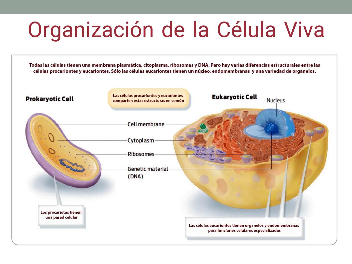# OBJETIVOS CLASE N° 3
- Describir y explicar las principales características que definen a los células vivas.
- Identificar los principal