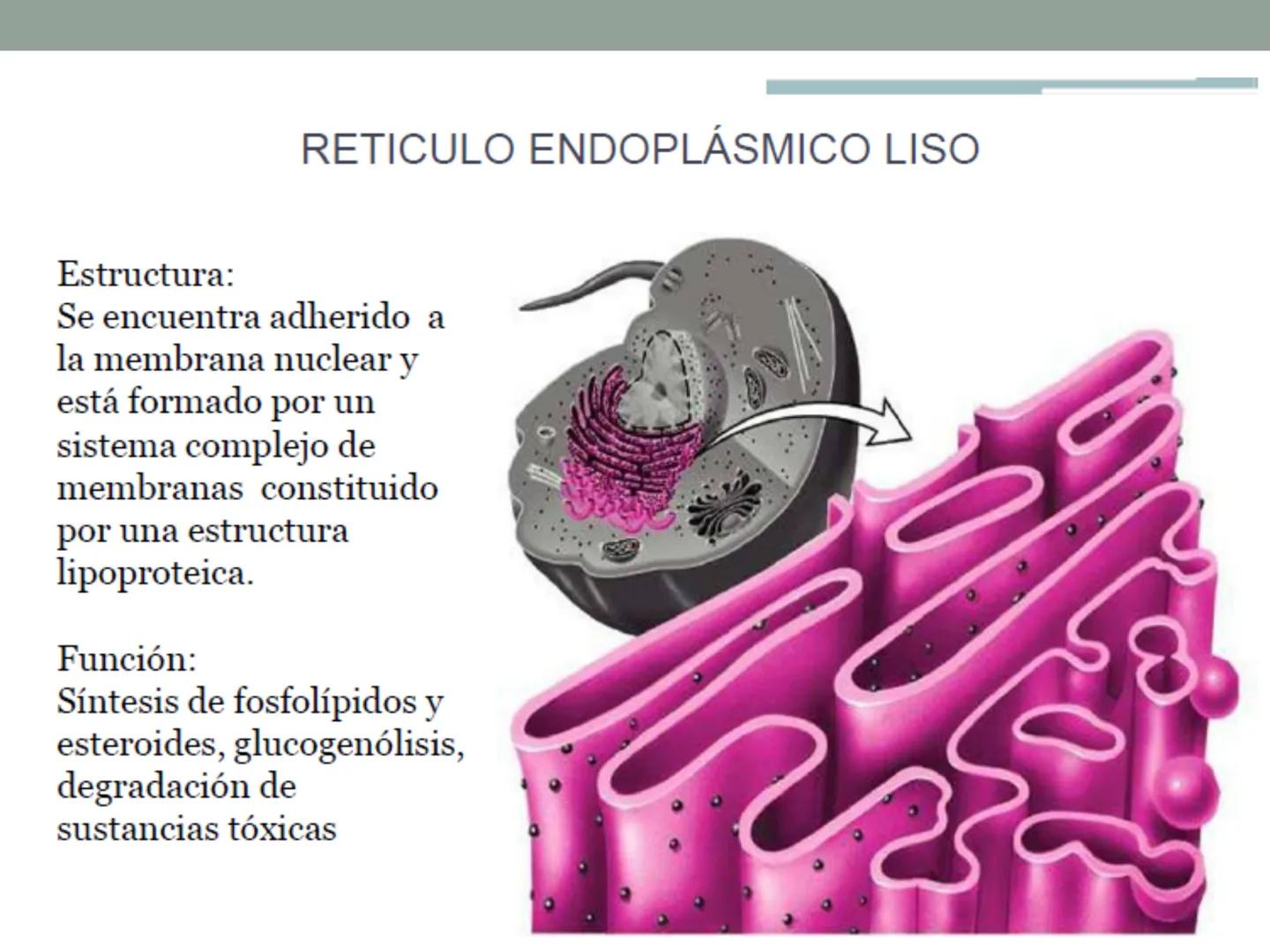 # OBJETIVOS CLASE N° 3
- Describir y explicar las principales características que definen a los células vivas.
- Identificar los principal