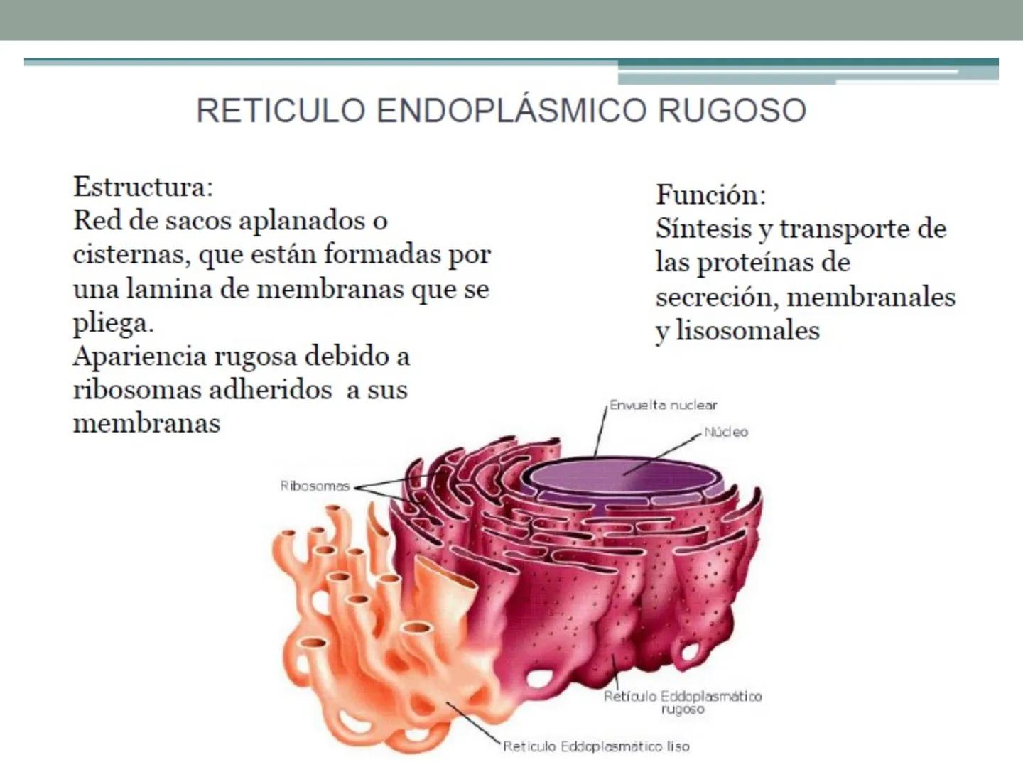 # OBJETIVOS CLASE N° 3
- Describir y explicar las principales características que definen a los células vivas.
- Identificar los principal
