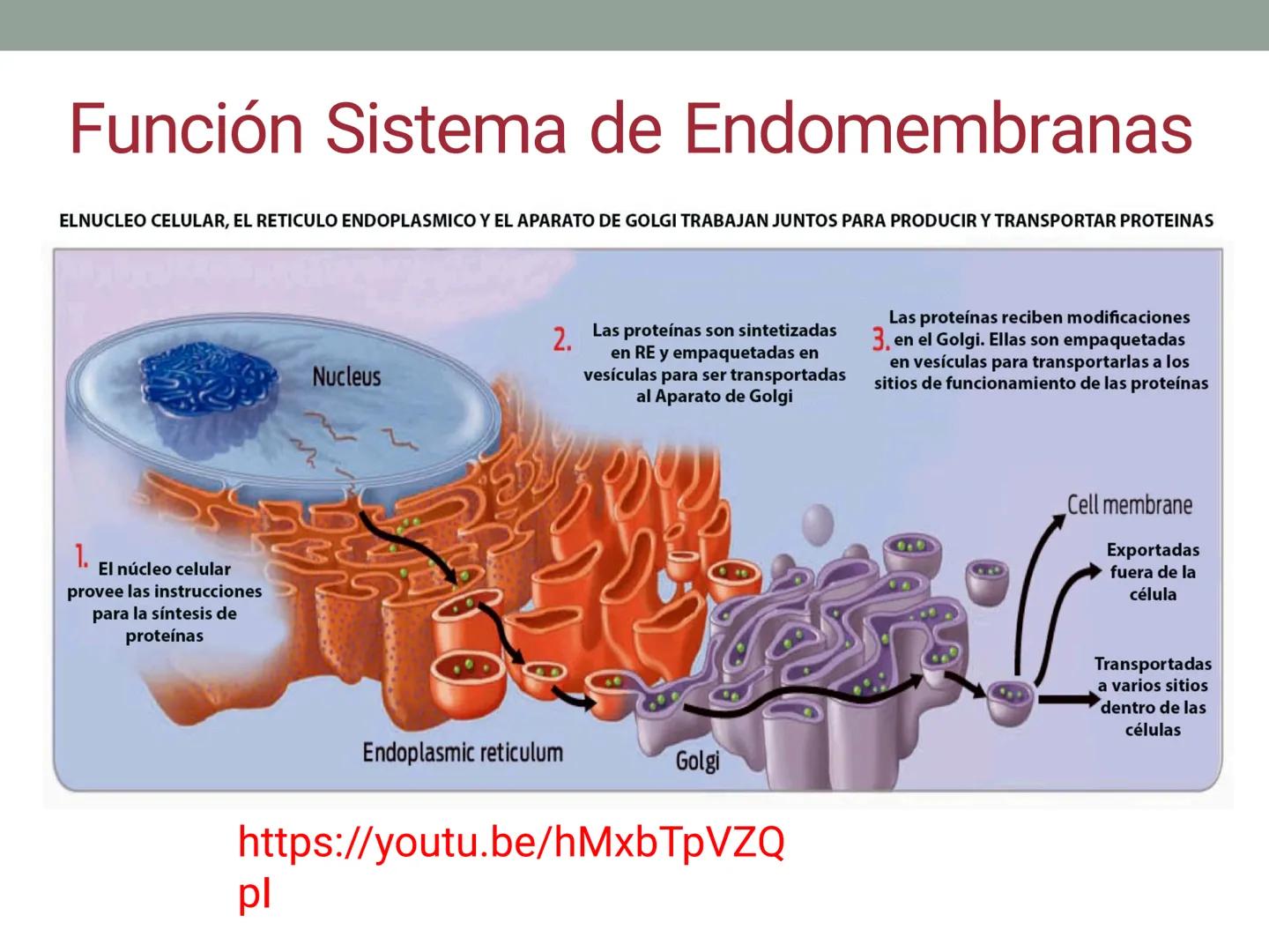 # OBJETIVOS CLASE N° 3
- Describir y explicar las principales características que definen a los células vivas.
- Identificar los principal