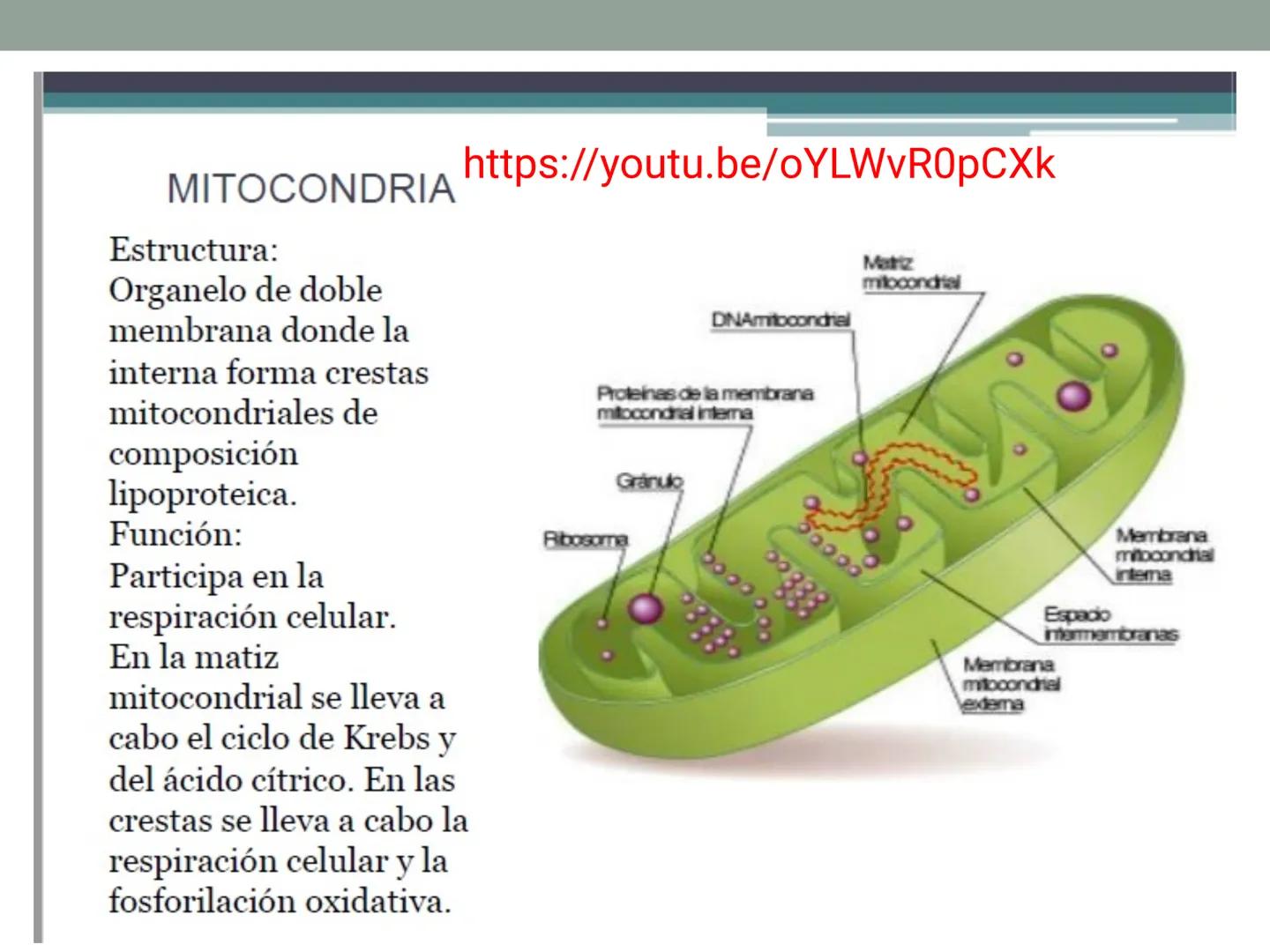 # OBJETIVOS CLASE N° 3
- Describir y explicar las principales características que definen a los células vivas.
- Identificar los principal