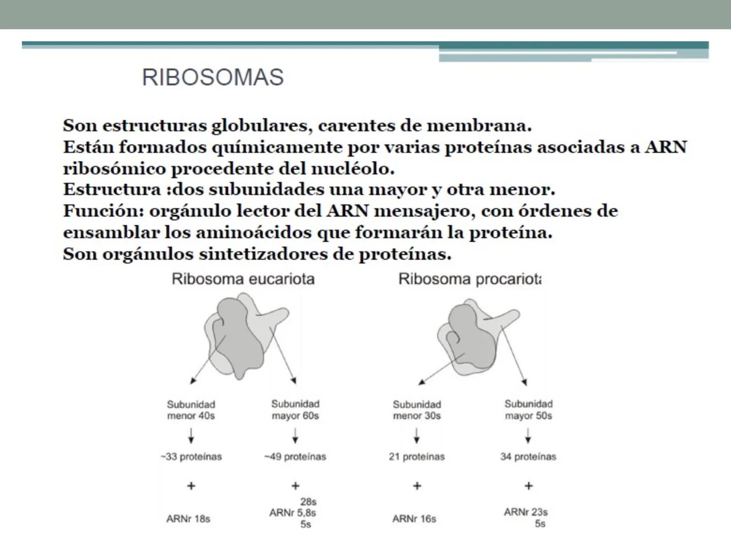 # OBJETIVOS CLASE N° 3
- Describir y explicar las principales características que definen a los células vivas.
- Identificar los principal