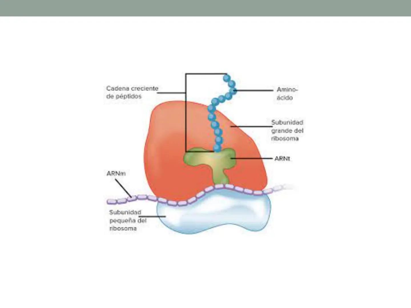# OBJETIVOS CLASE N° 3
- Describir y explicar las principales características que definen a los células vivas.
- Identificar los principal
