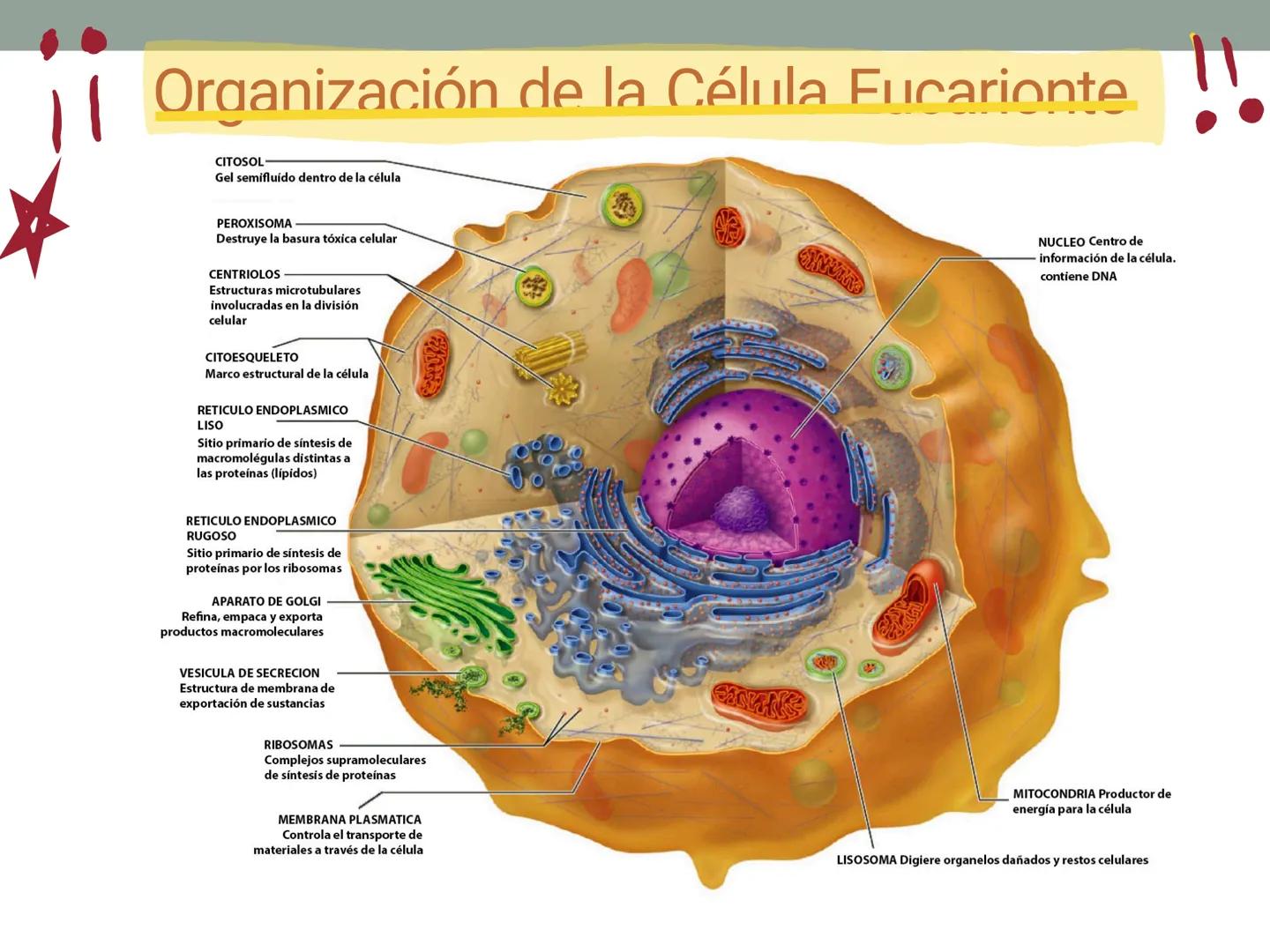 # OBJETIVOS CLASE N° 3
- Describir y explicar las principales características que definen a los células vivas.
- Identificar los principal