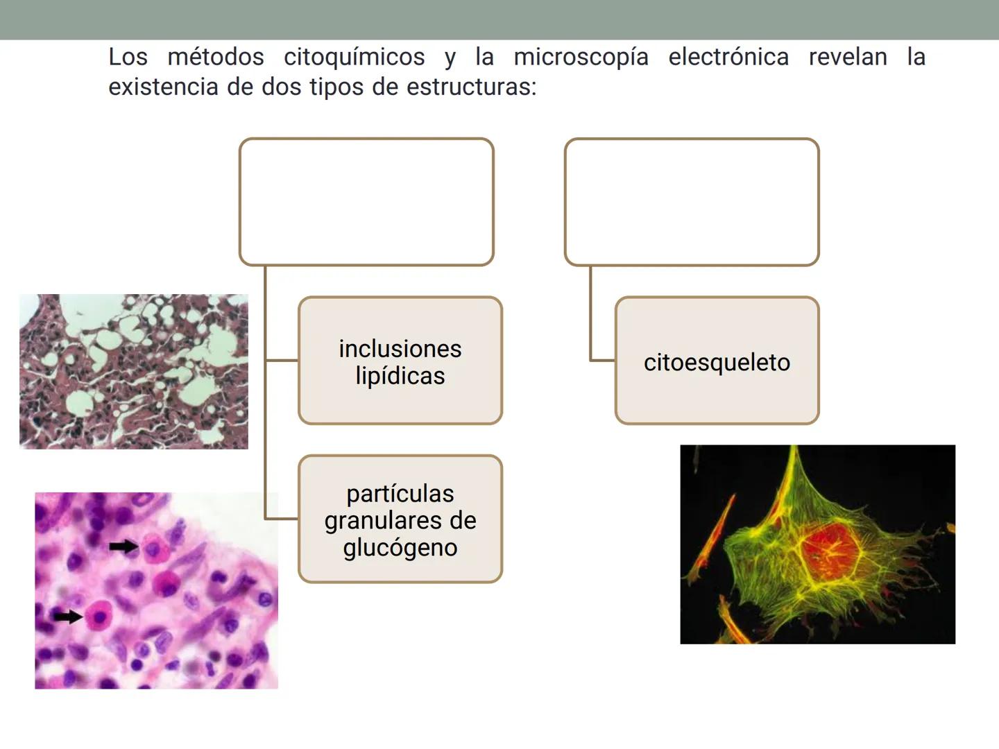 # OBJETIVOS CLASE N° 3
- Describir y explicar las principales características que definen a los células vivas.
- Identificar los principal