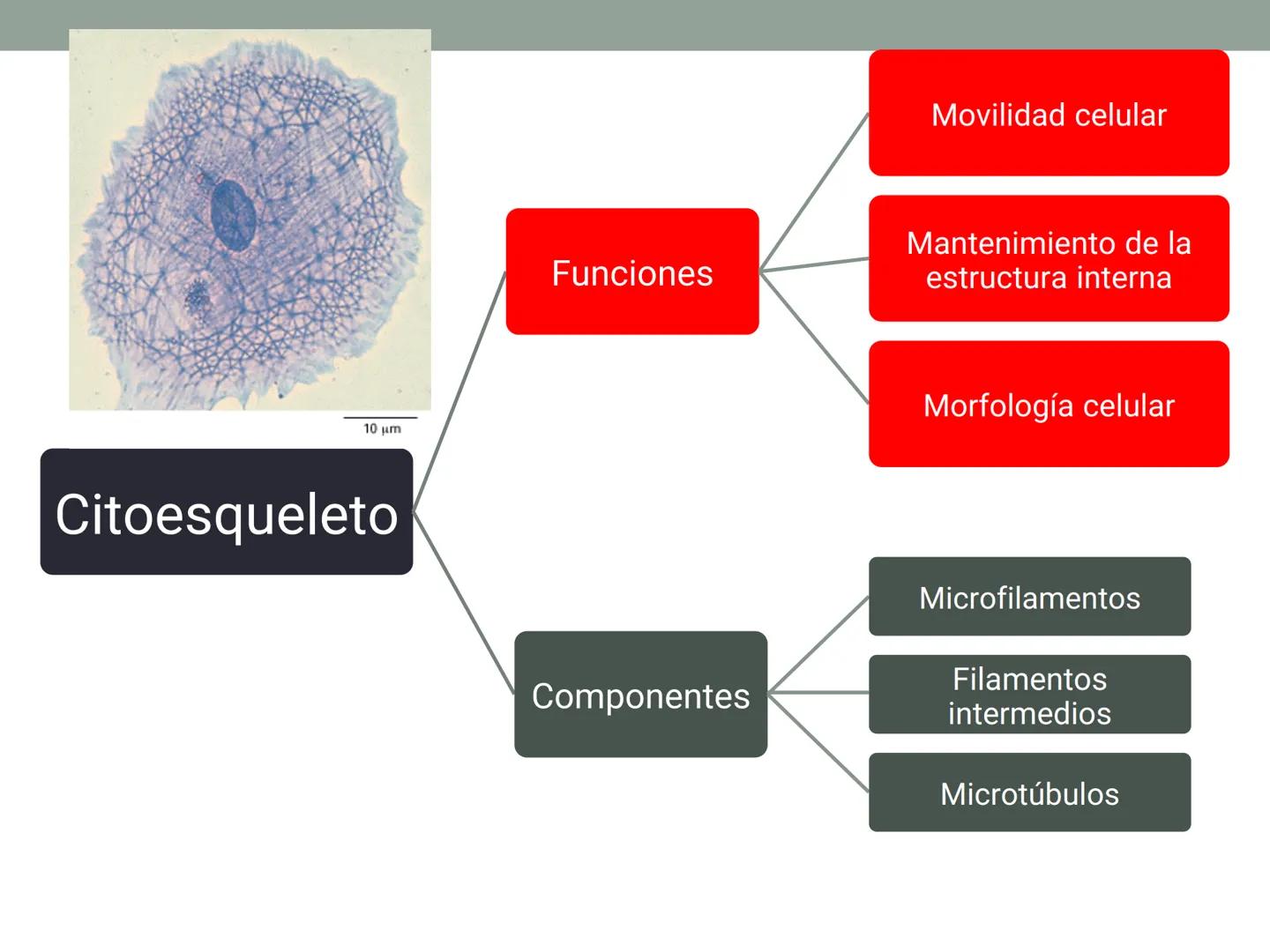 # OBJETIVOS CLASE N° 3
- Describir y explicar las principales características que definen a los células vivas.
- Identificar los principal