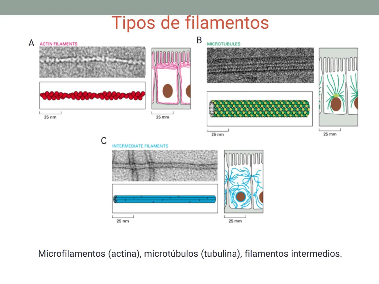 # OBJETIVOS CLASE N° 3
- Describir y explicar las principales características que definen a los células vivas.
- Identificar los principal