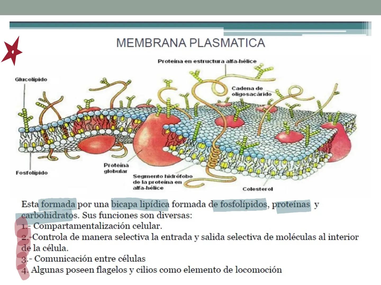 # OBJETIVOS CLASE N° 3
- Describir y explicar las principales características que definen a los células vivas.
- Identificar los principal