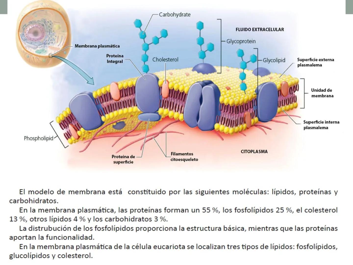 # OBJETIVOS CLASE N° 3
- Describir y explicar las principales características que definen a los células vivas.
- Identificar los principal